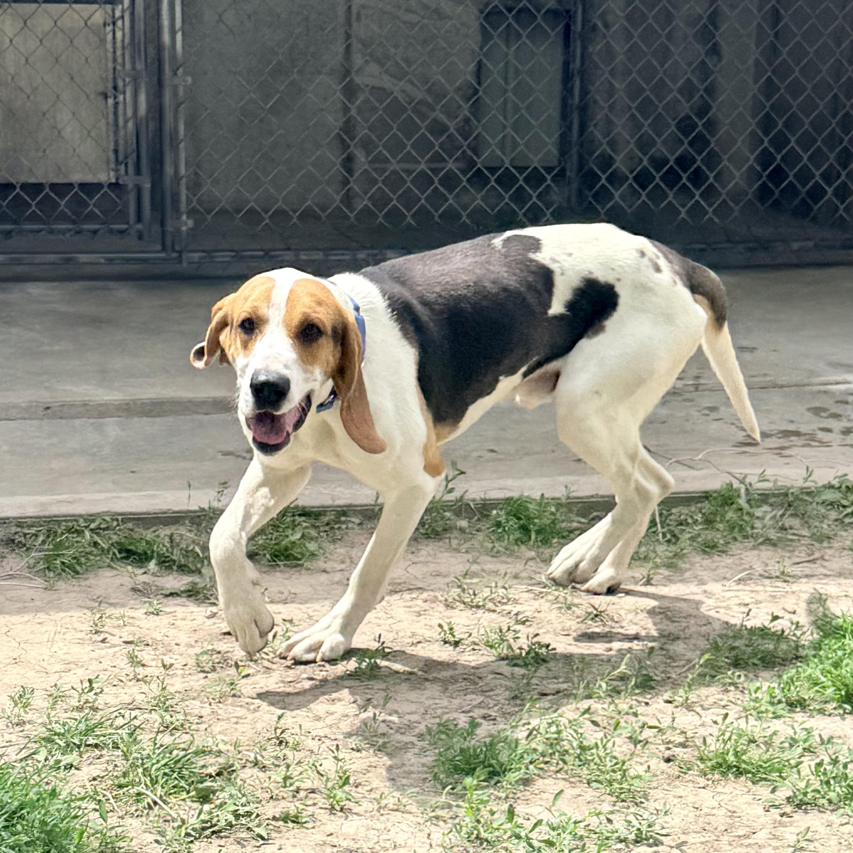 Jasper, a ADOPTABLE Coonhound in Albany, MO image 2/6