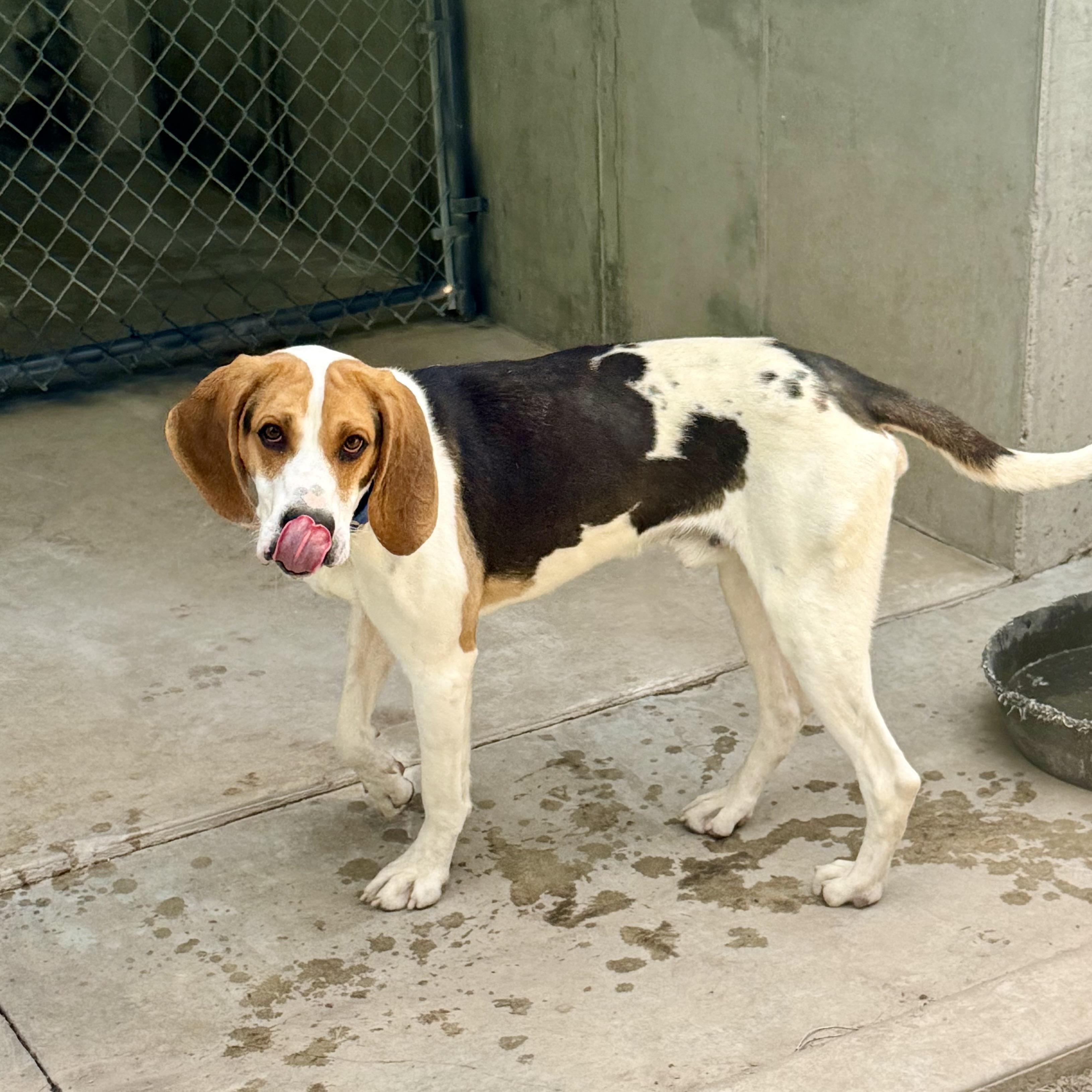 Jasper, a ADOPTABLE Coonhound in Albany, MO image 6/6