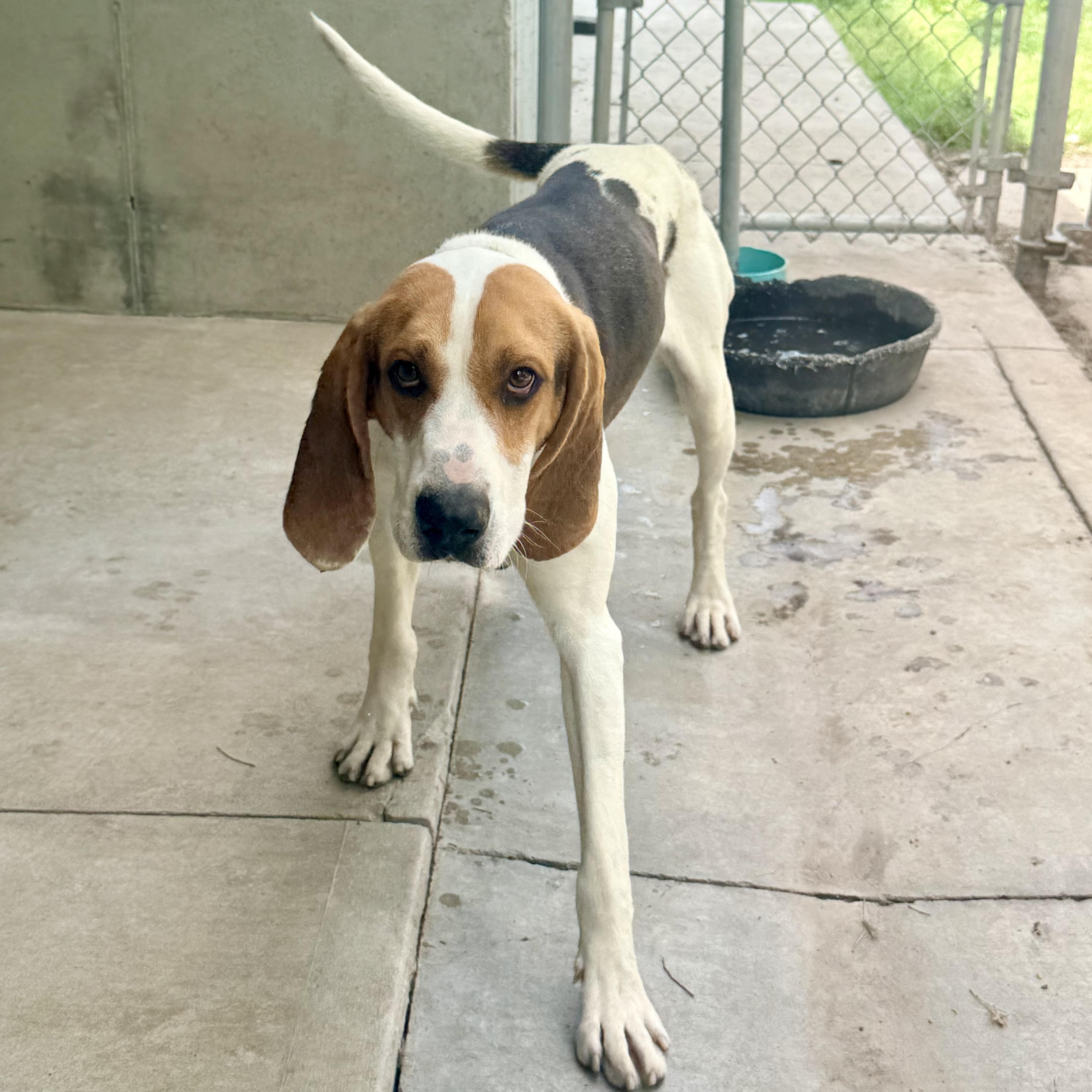 Jasper, a ADOPTABLE Coonhound in Albany, MO image 4/6