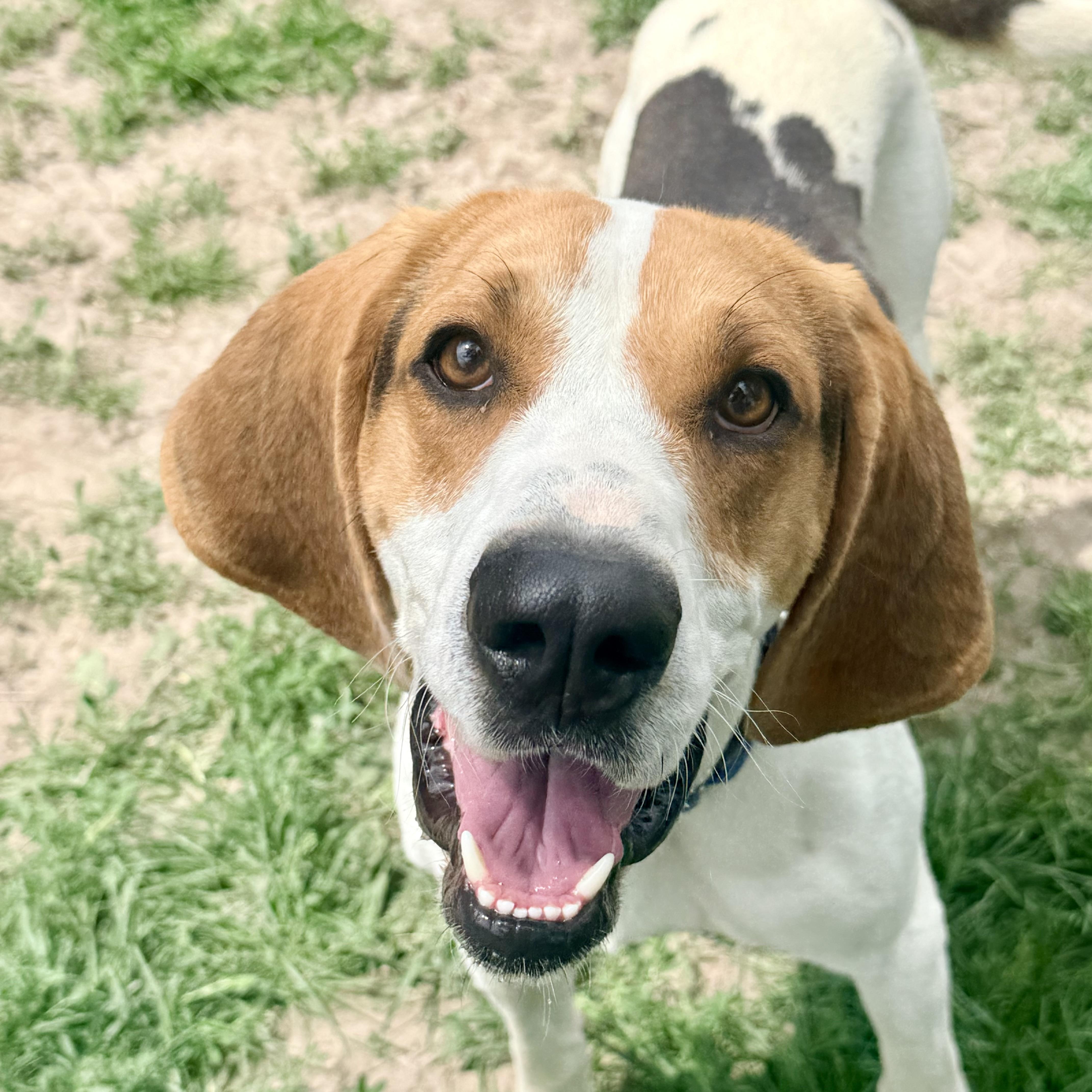 Jasper, ADOPTABLE, Adult Male Coonhound.