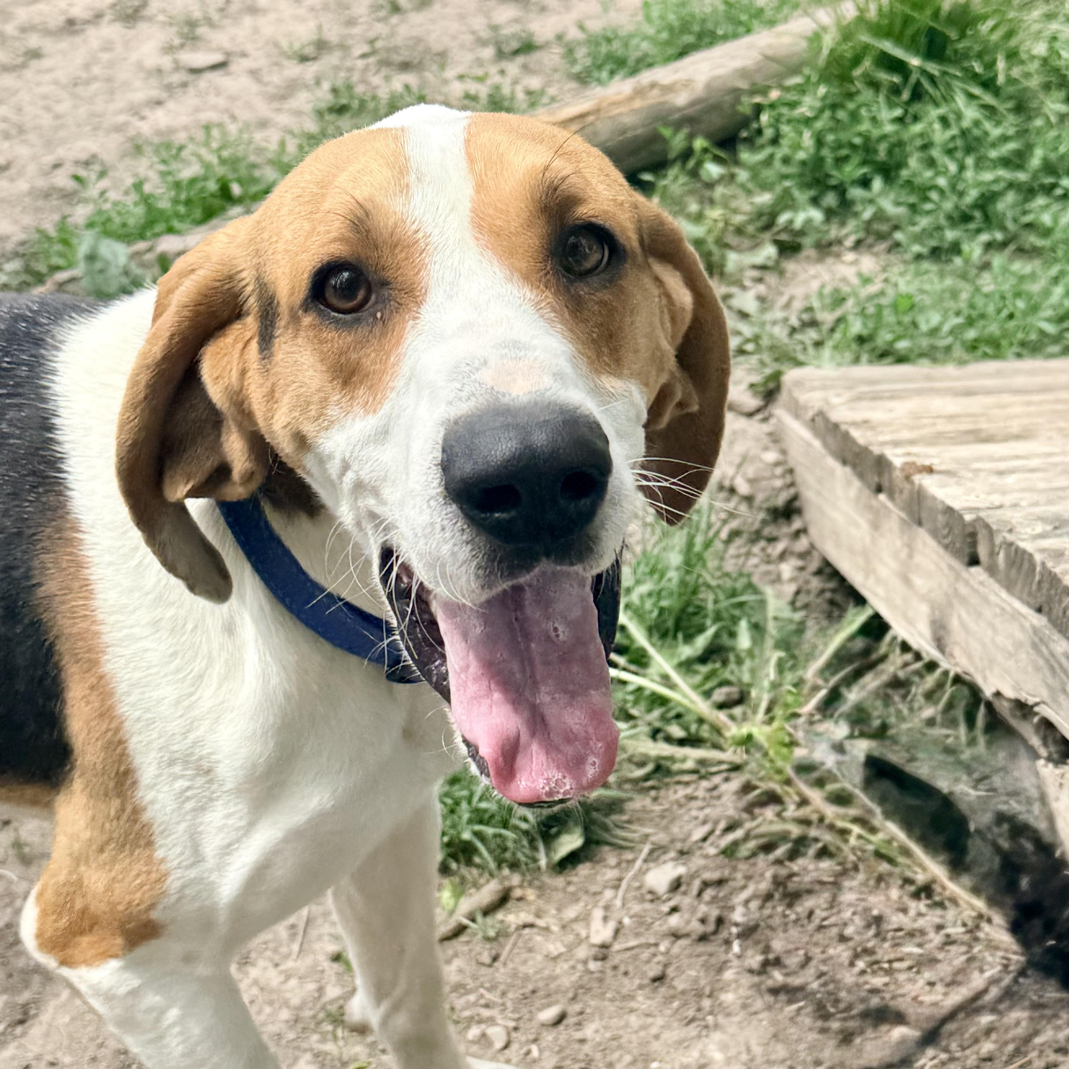 Jasper, a ADOPTABLE Coonhound in Albany, MO image 5/6