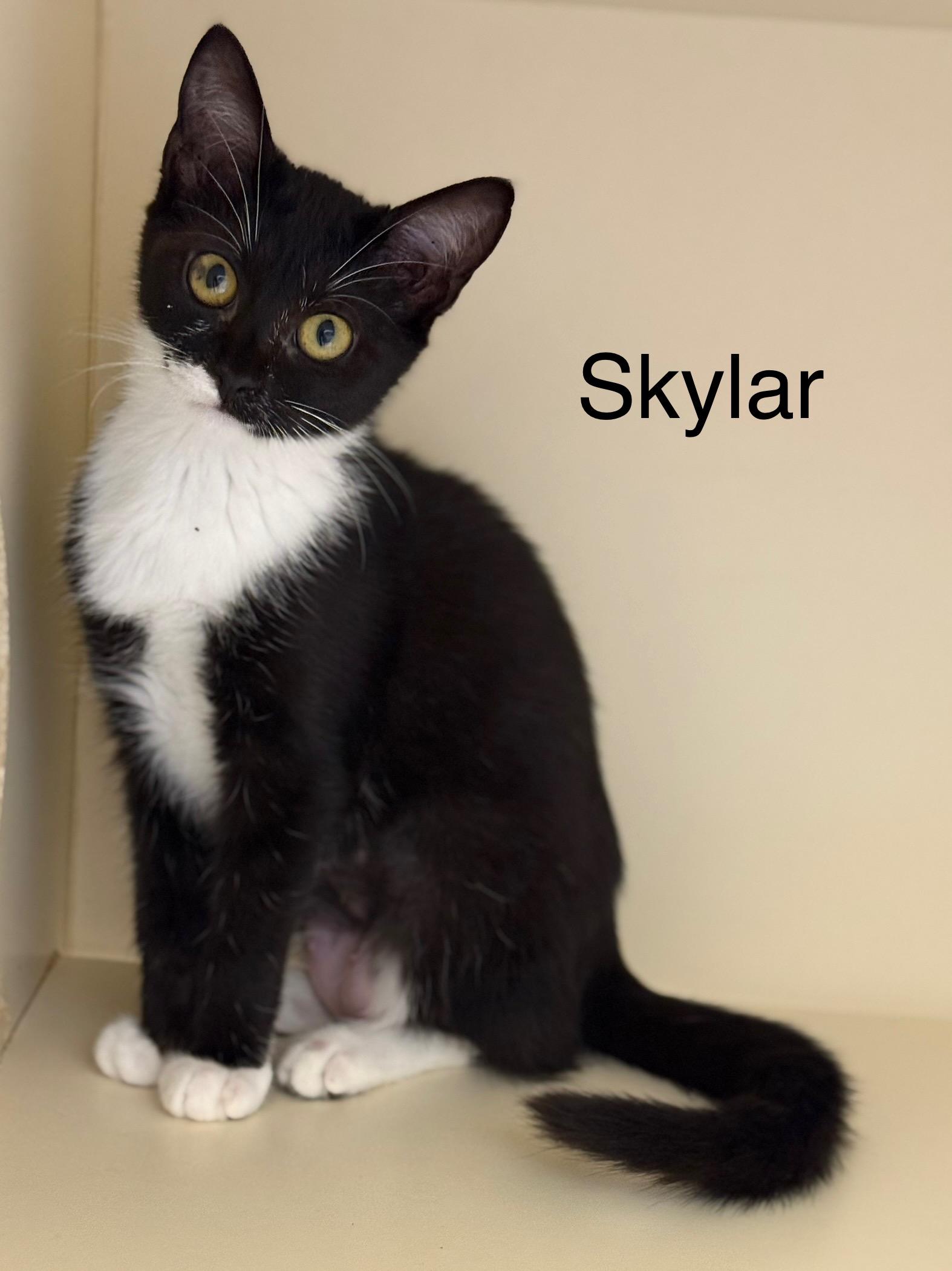 Skylar, a Adoptable Domestic Short Hair in Pawleys Island, SC image 2/2