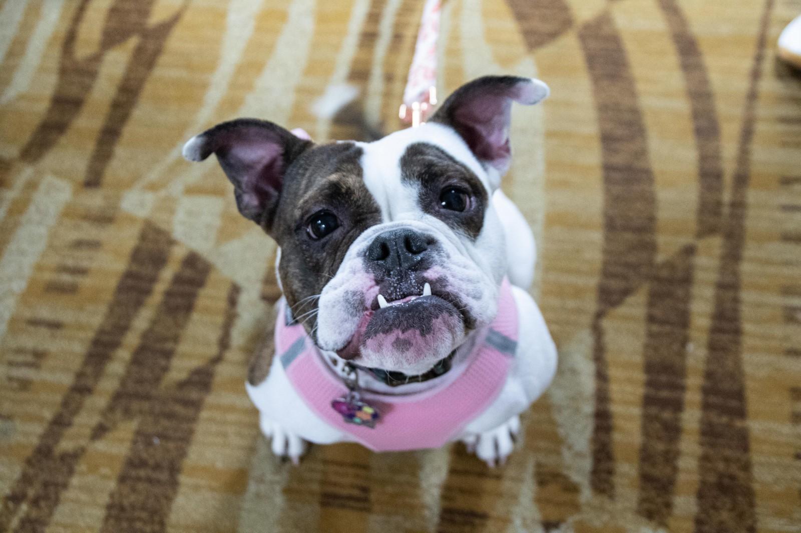 Tully - Local gal — thumbnail 3