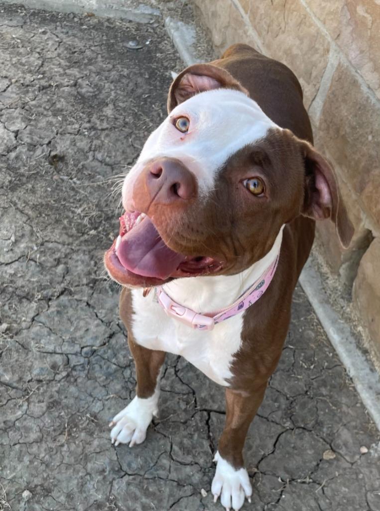 Nia, Adoptable, Adult Female Pit Bull Terrier.