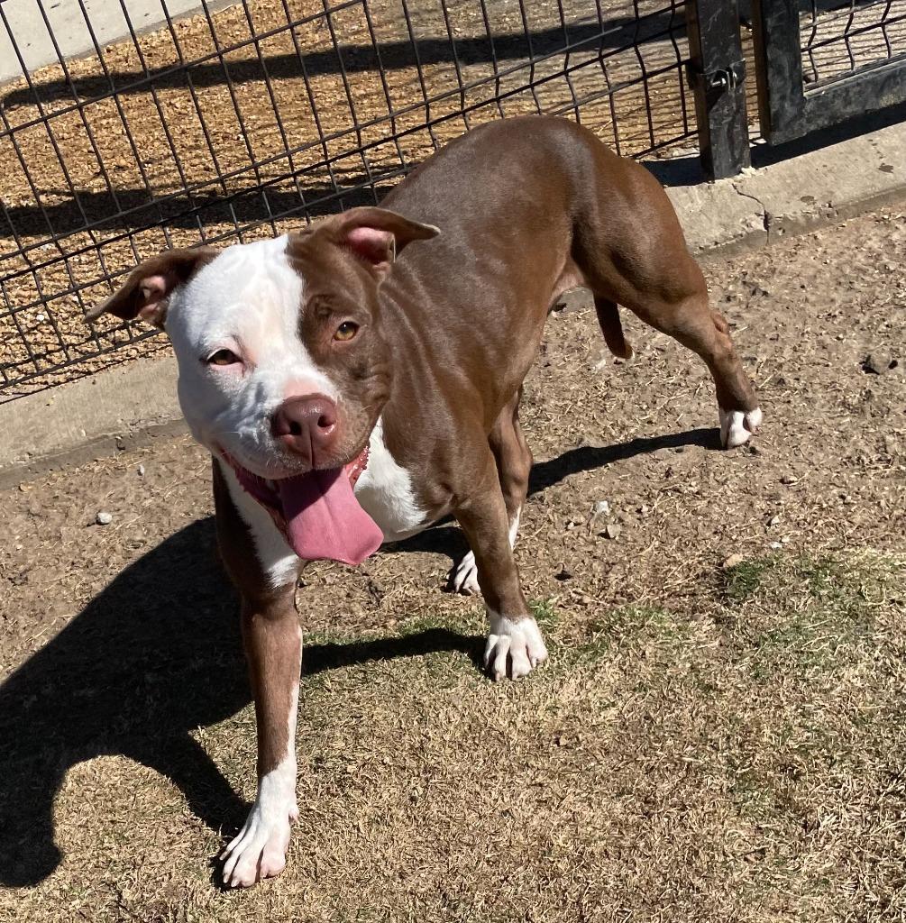 Nia, Adoptable, Adult Female Pit Bull Terrier.