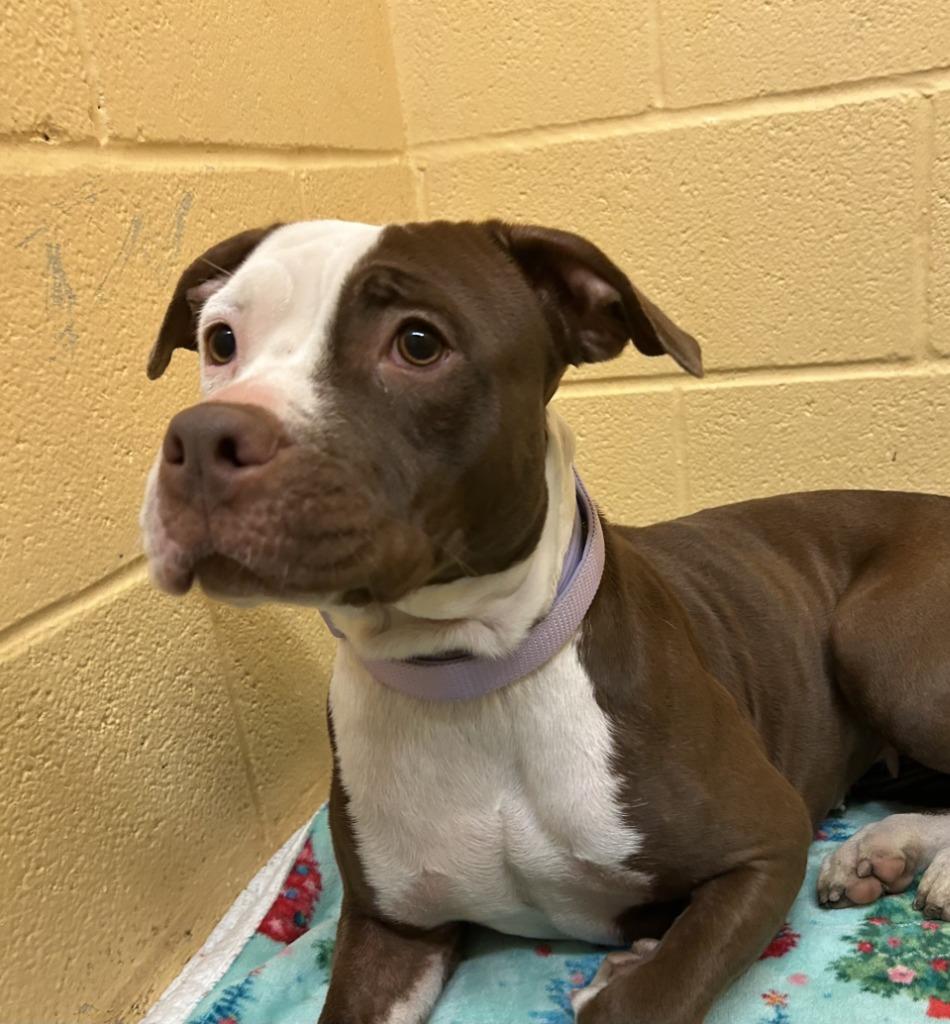 Enlarge Nia, a Adoptable mixed breed in Little Elm, TX image 2/2