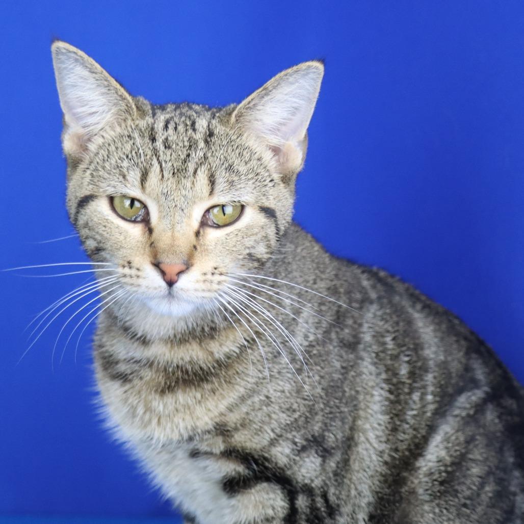 Sassafras - 110605T, a Adoptable Domestic Short Hair in Tupelo, MS image 2/3