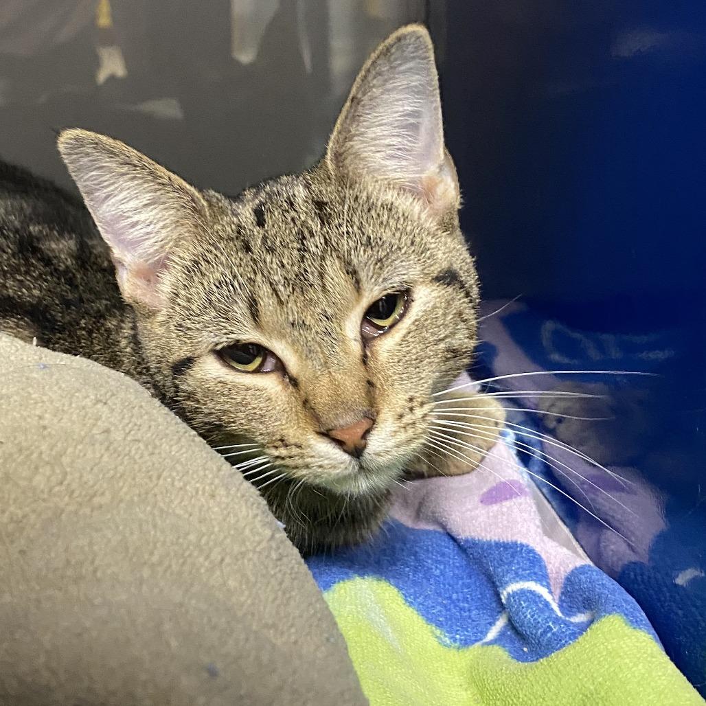 Sassafras - 110605T, a Adoptable Domestic Short Hair in Tupelo, MS image 3/3