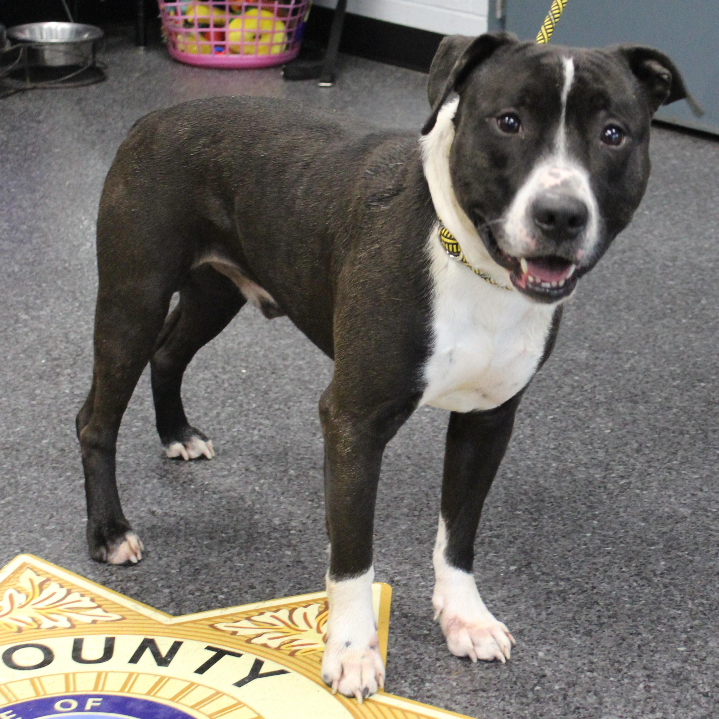 Harvey (11911), a ADOPTABLE mixed breed in Heath, OH image 2/2
