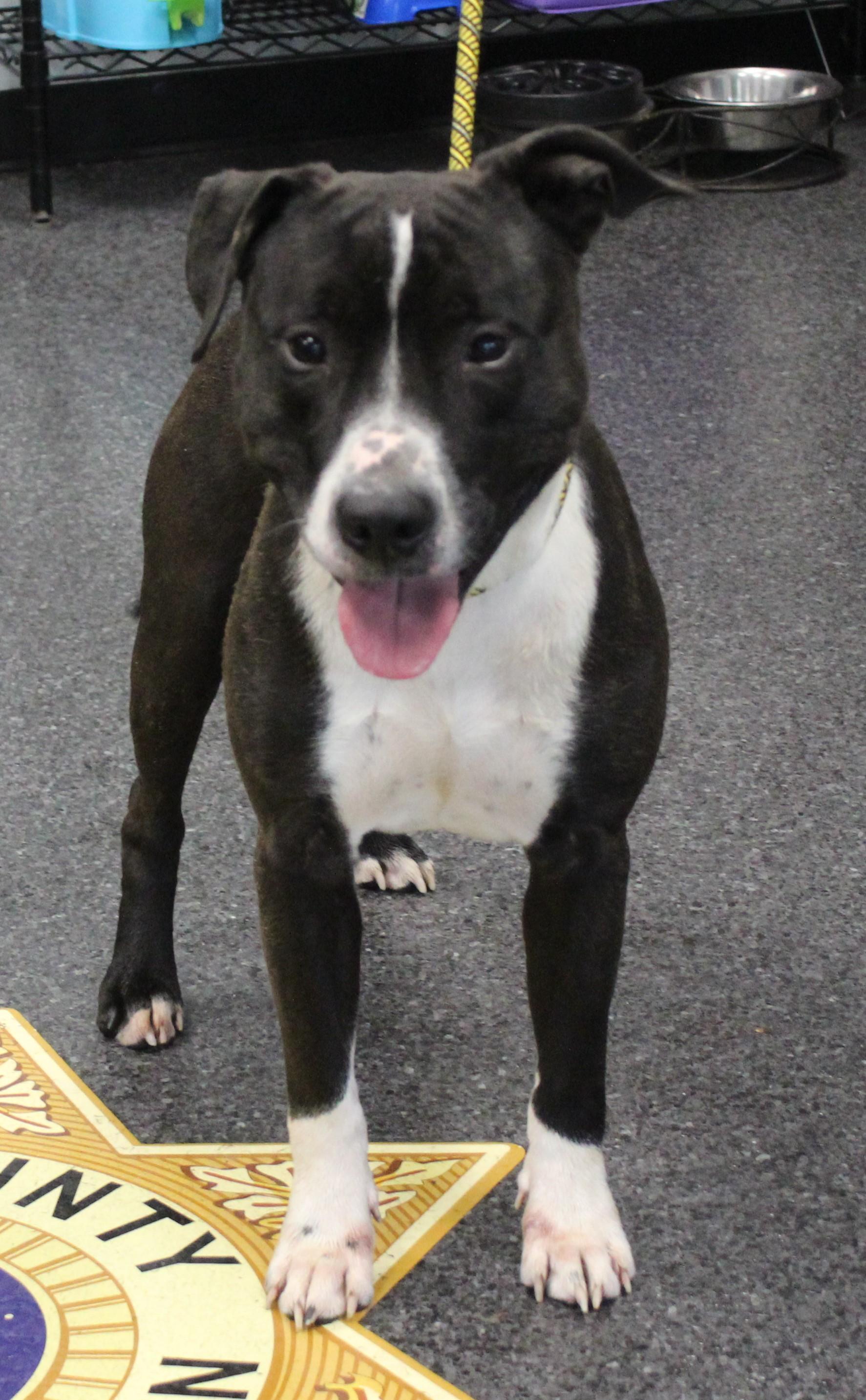 Harvey (11911), ADOPTABLE, Adult Male Pit Bull Terrier.