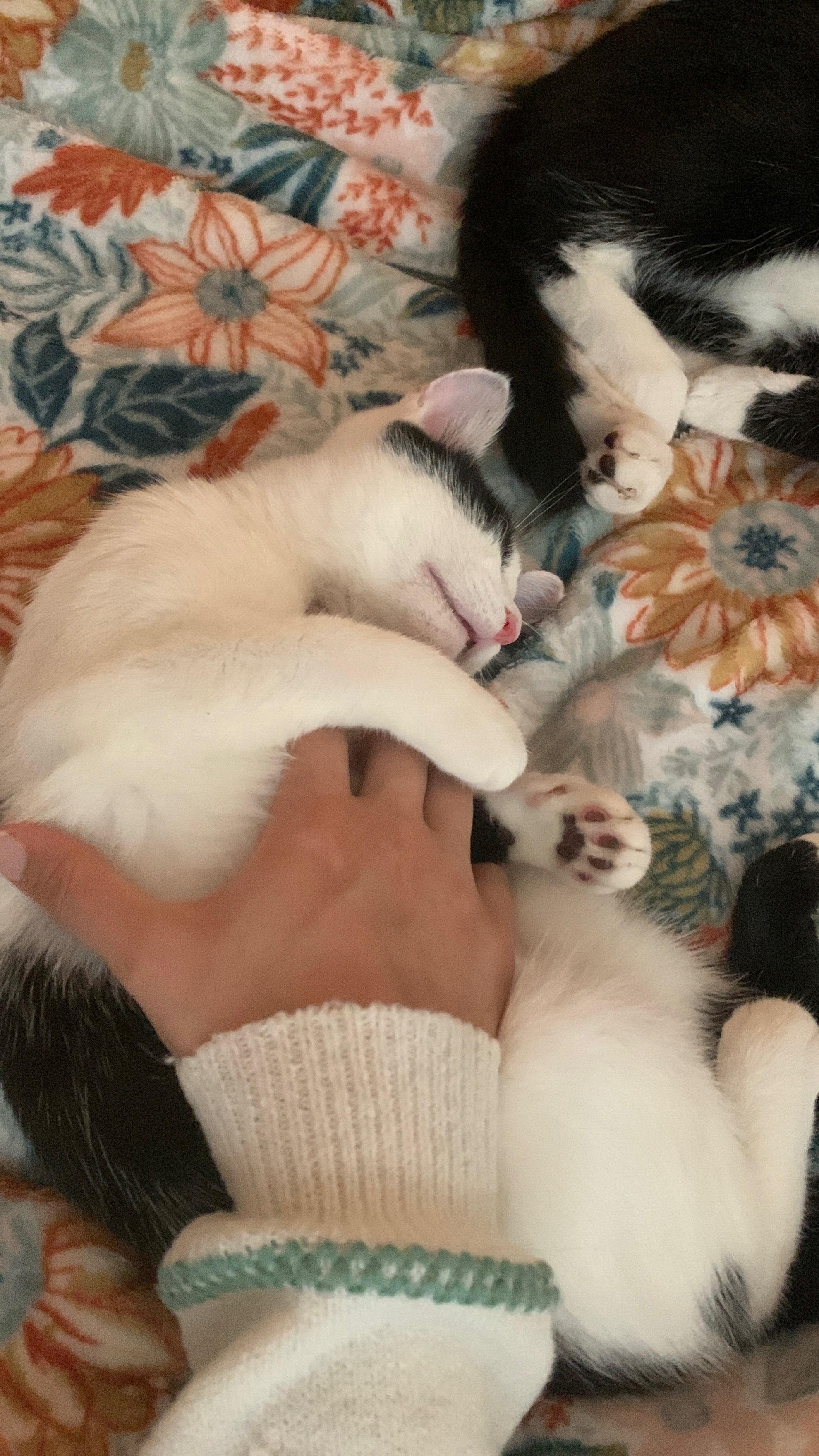 Holley, ADOPTABLE, Kitten Female Domestic Short Hair.