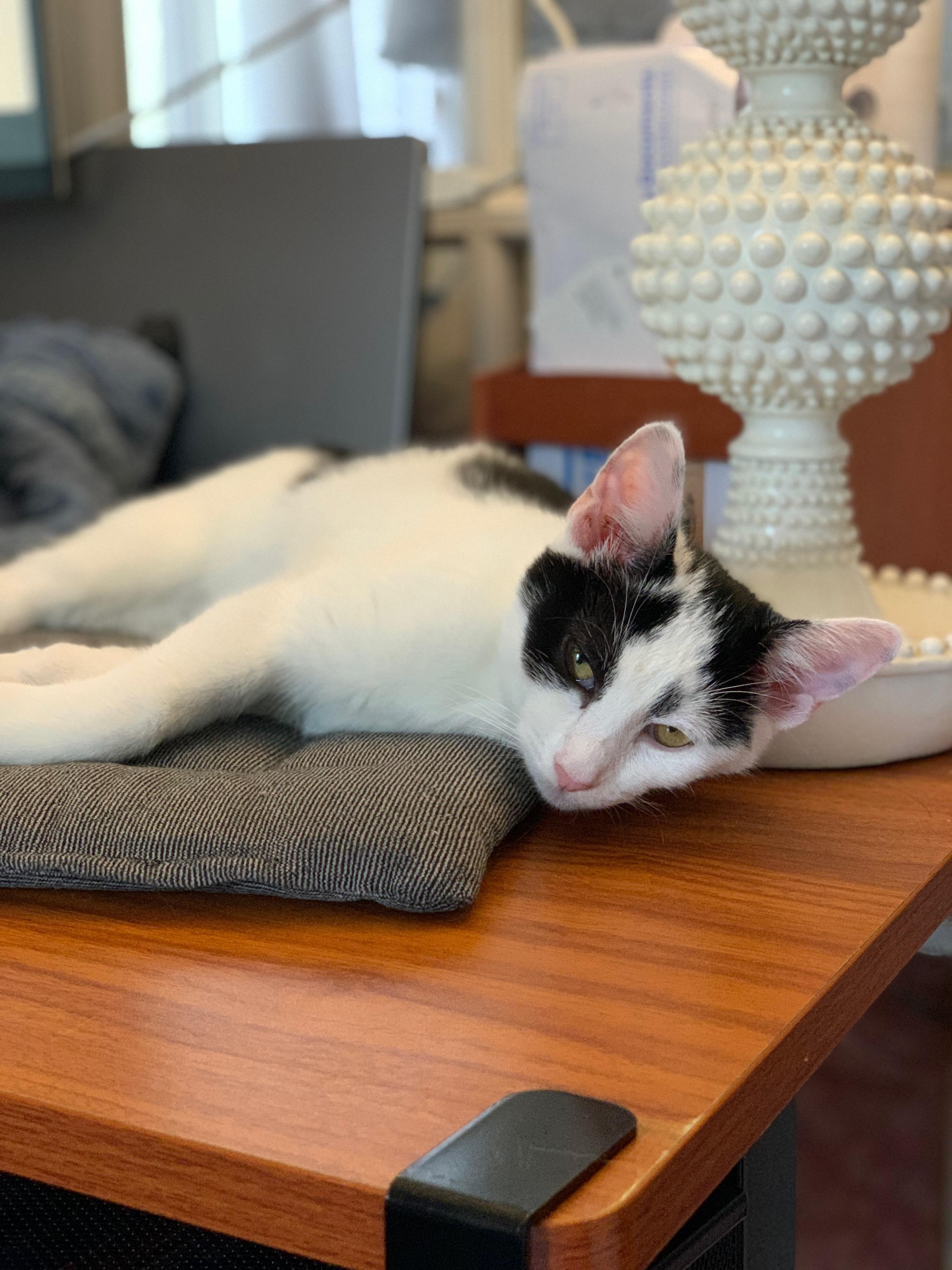 Enlarge Holley, a ADOPTABLE Domestic Short Hair in Brooklyn, NY image 2/5