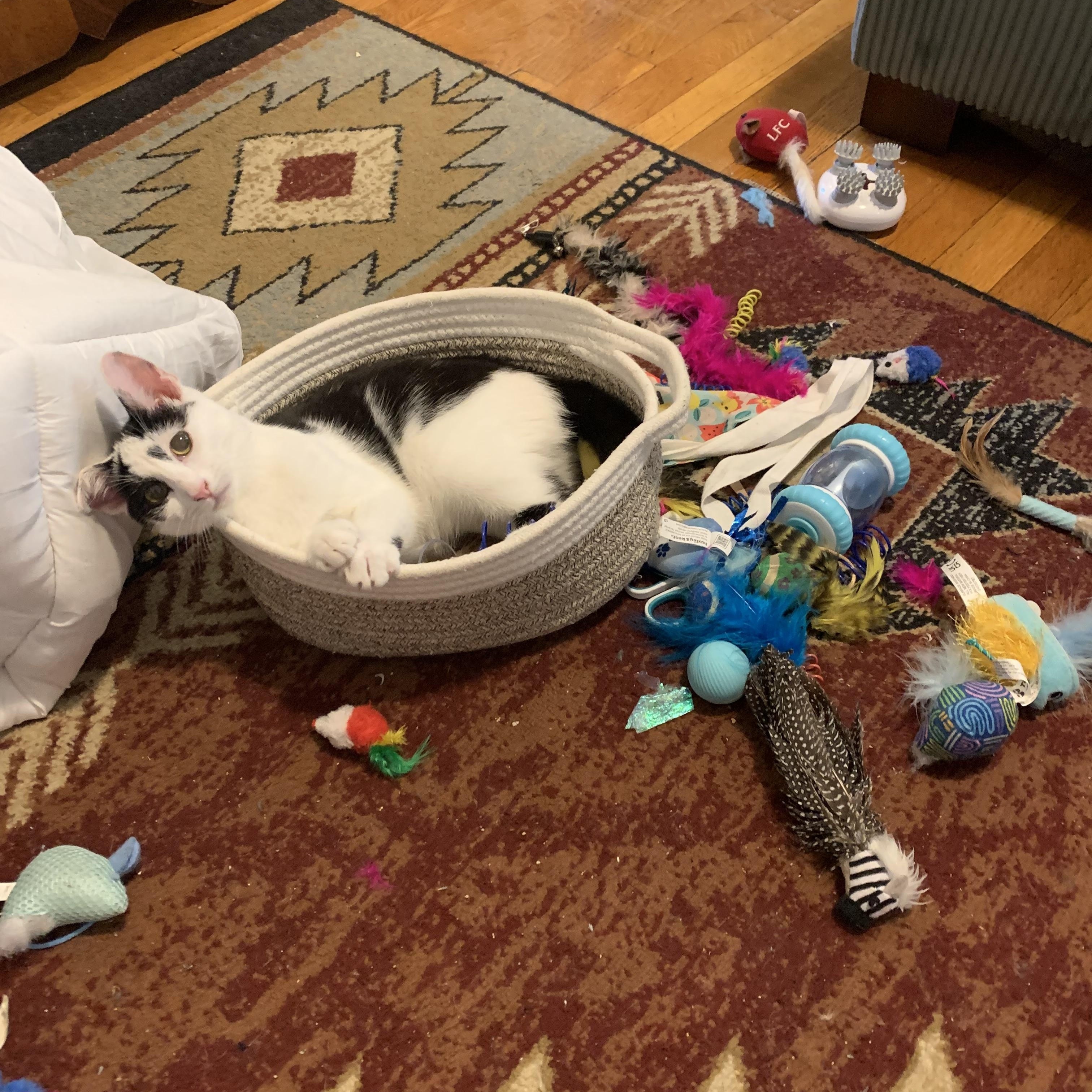 Enlarge Holley, a ADOPTABLE Domestic Short Hair in Brooklyn, NY image 4/5