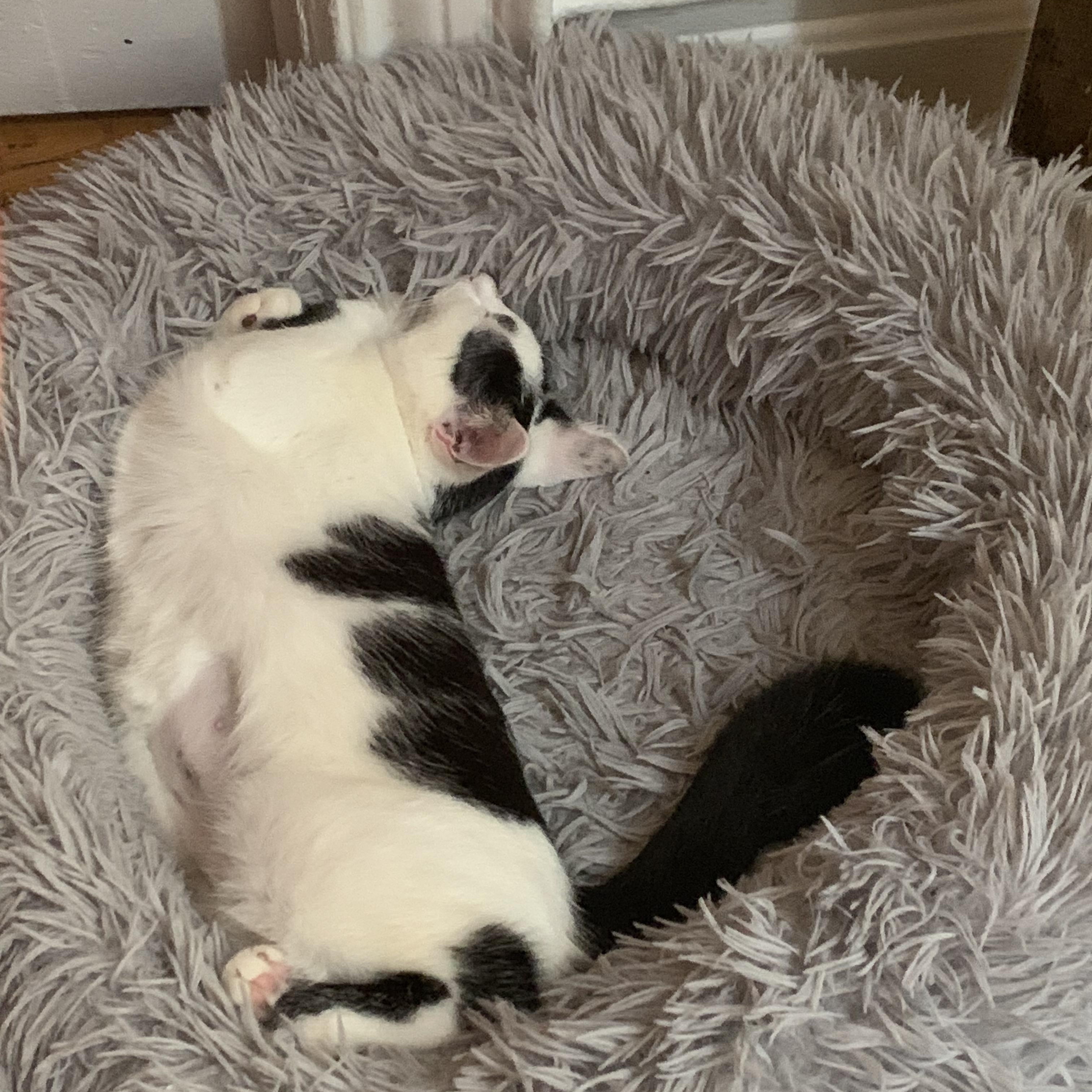 Enlarge Holley, a ADOPTABLE Domestic Short Hair in Brooklyn, NY image 5/5