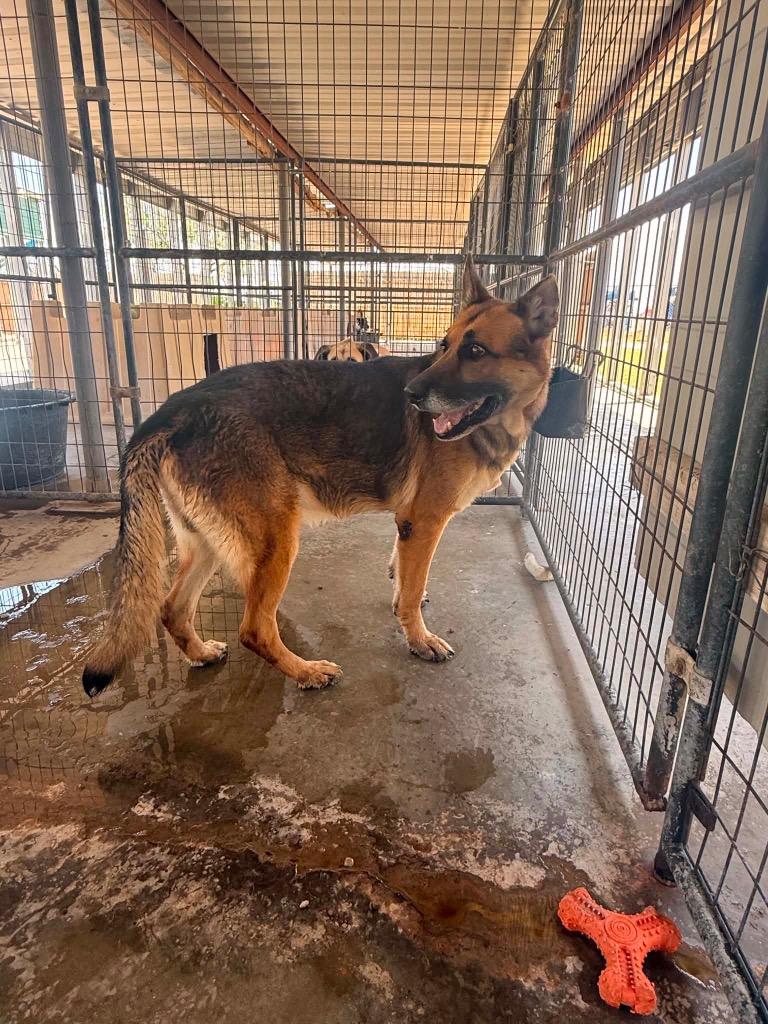 Whiskey, Adoptable, Adult Male German Shepherd Dog.