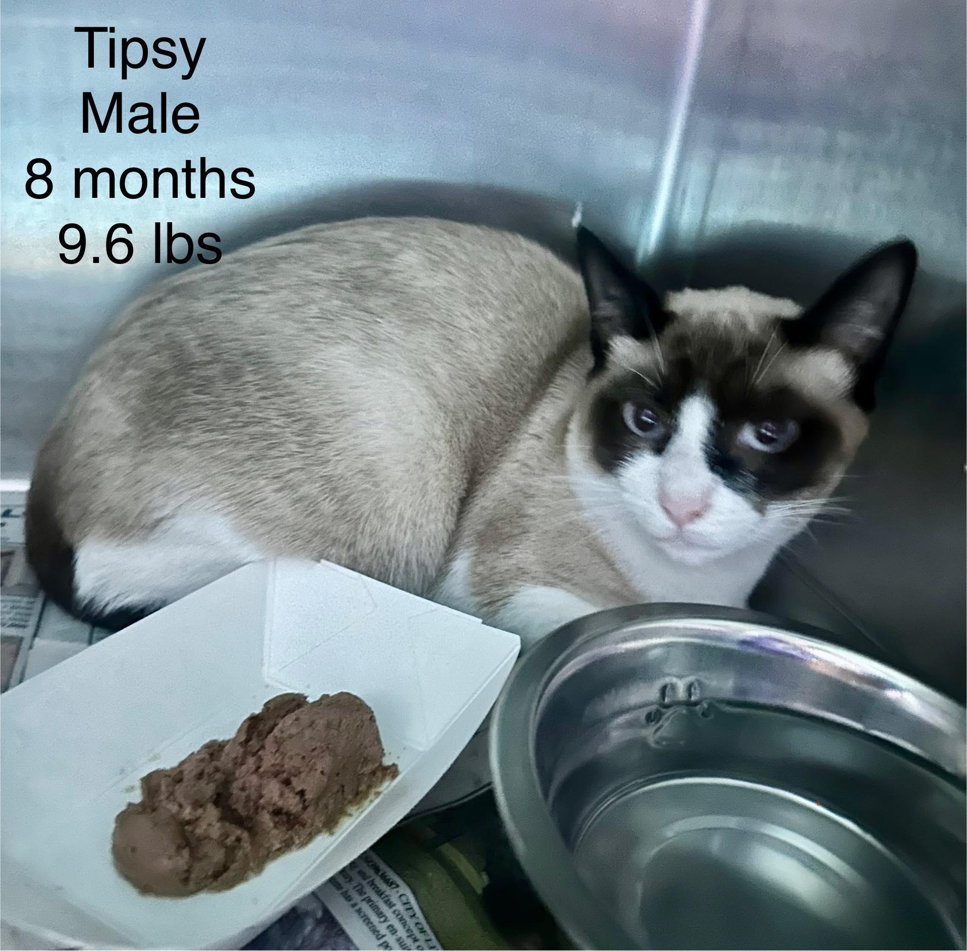Enlarge Tipsy - Siamese kittern, a Adoptable Siamese in Muskego, WI image 1/1