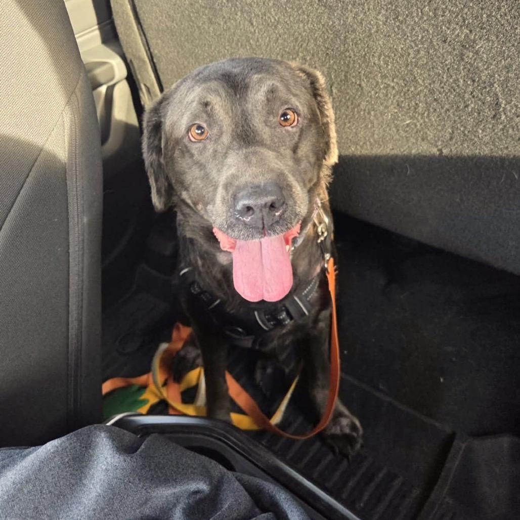 Enlarge Shadoe D12813, a Adoptable mixed breed in Elk River, MN image 1/4