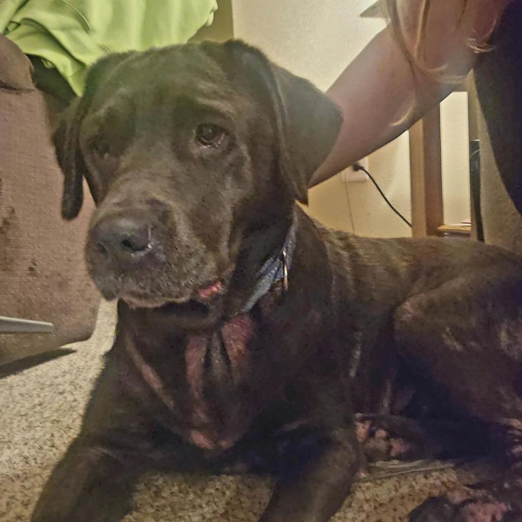 Enlarge Shadoe D12813, a Adoptable mixed breed in Elk River, MN image 4/4