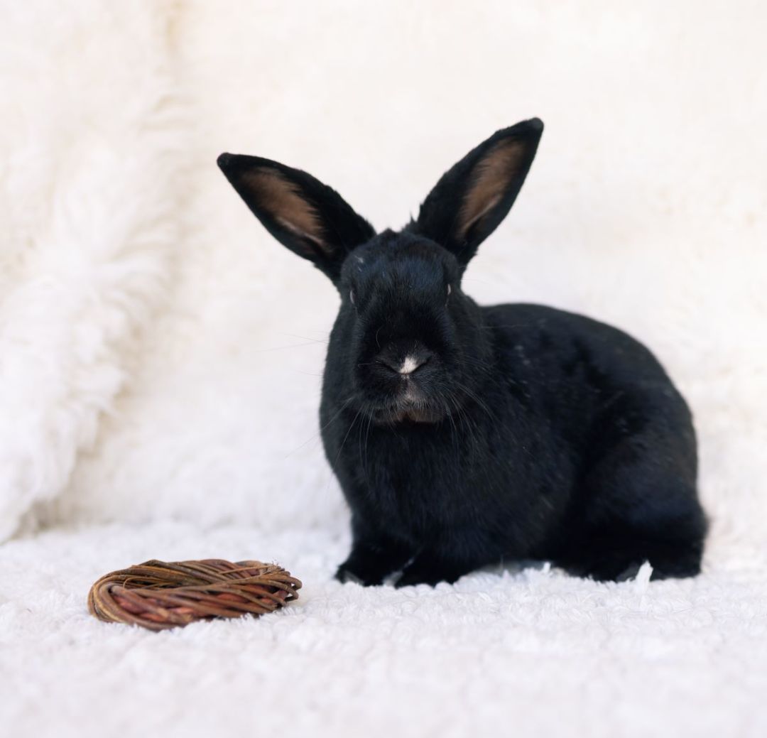 Star MVR, a Adoptable Havana in Los Angeles, CA image 2/8