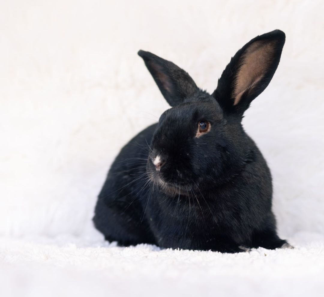 Star MVR, a Adoptable Havana in Los Angeles, CA image 3/8