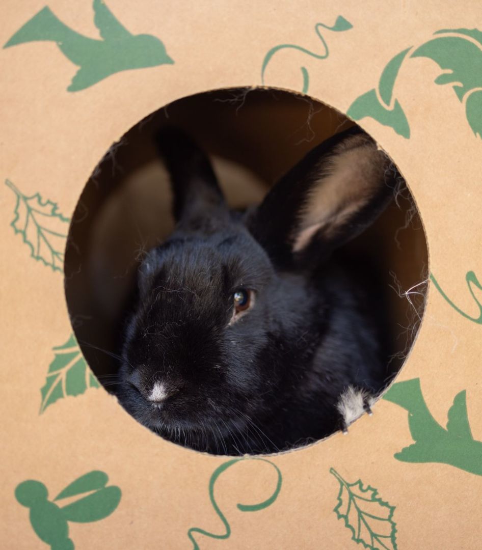 Star MVR, a Adoptable Havana in Los Angeles, CA image 4/8