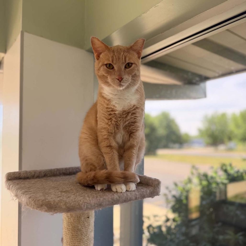 Chad, Adoptable, Adult Male Domestic Short Hair.