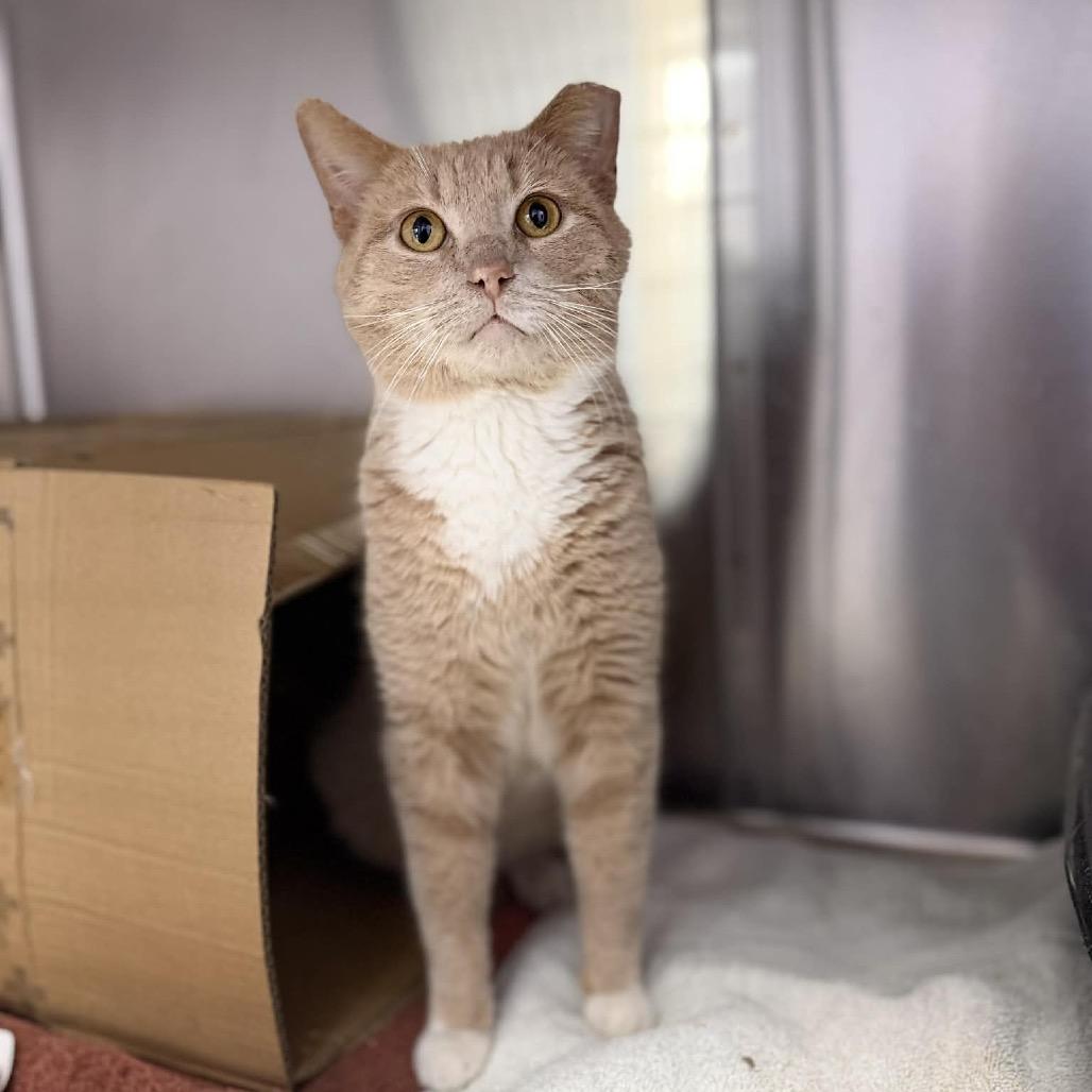 Enlarge Chad, a Adoptable Domestic Short Hair in Portage, MI image 2/2