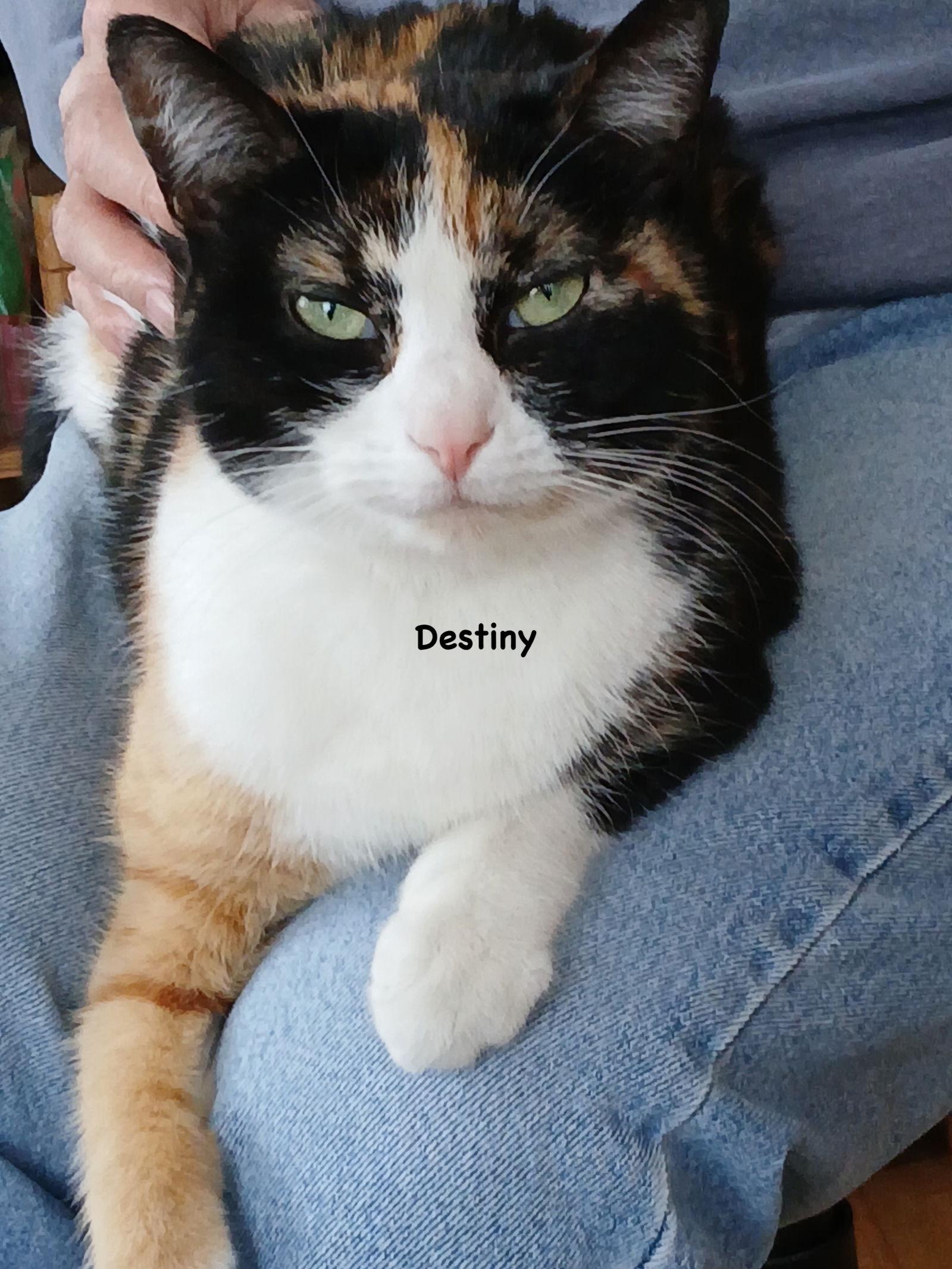 Destiny, Adoptable, Adult Female Domestic Short Hair & Calico.