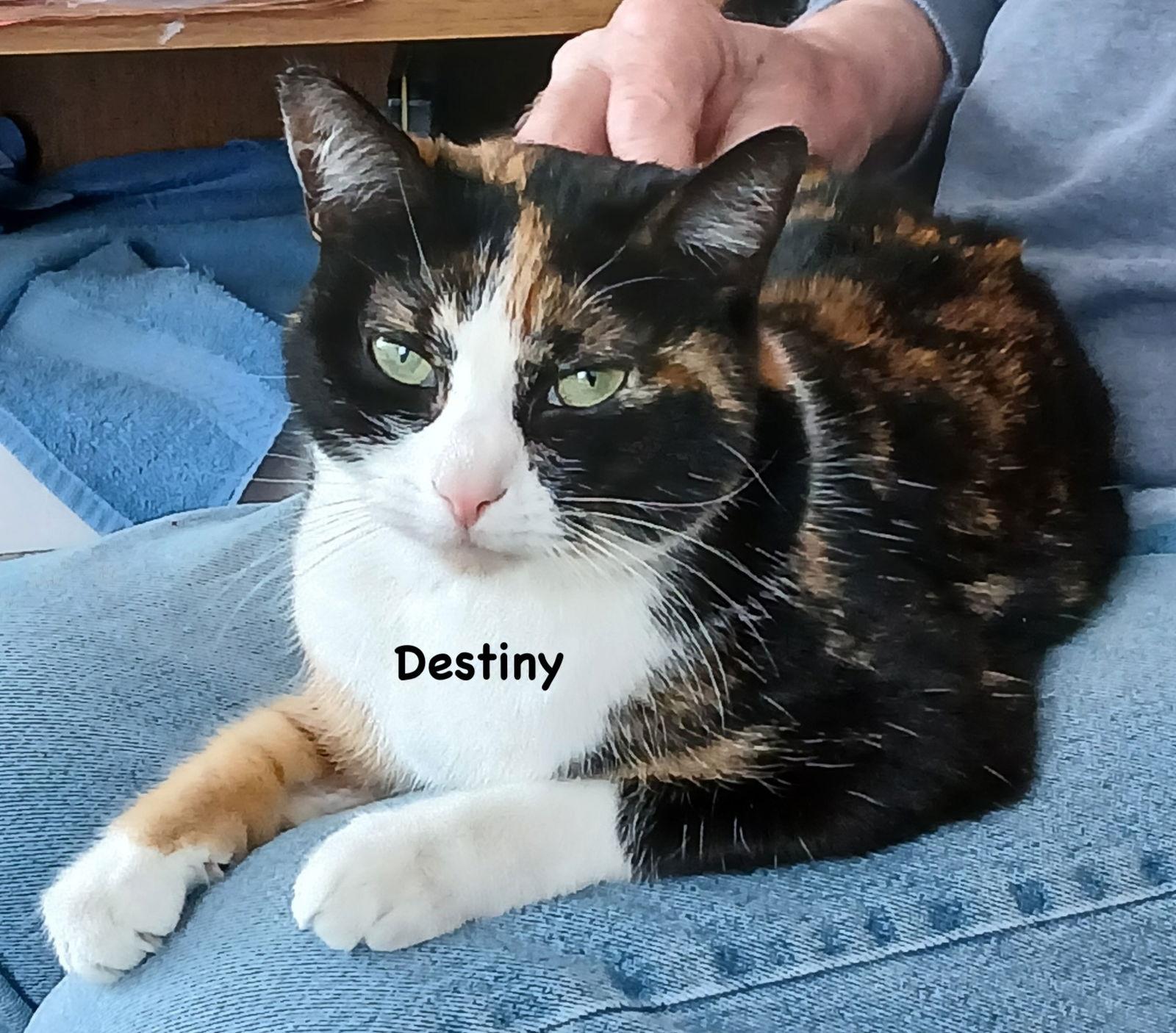 Destiny, a Adoptable mixed breed in Morehead, KY image 2/2