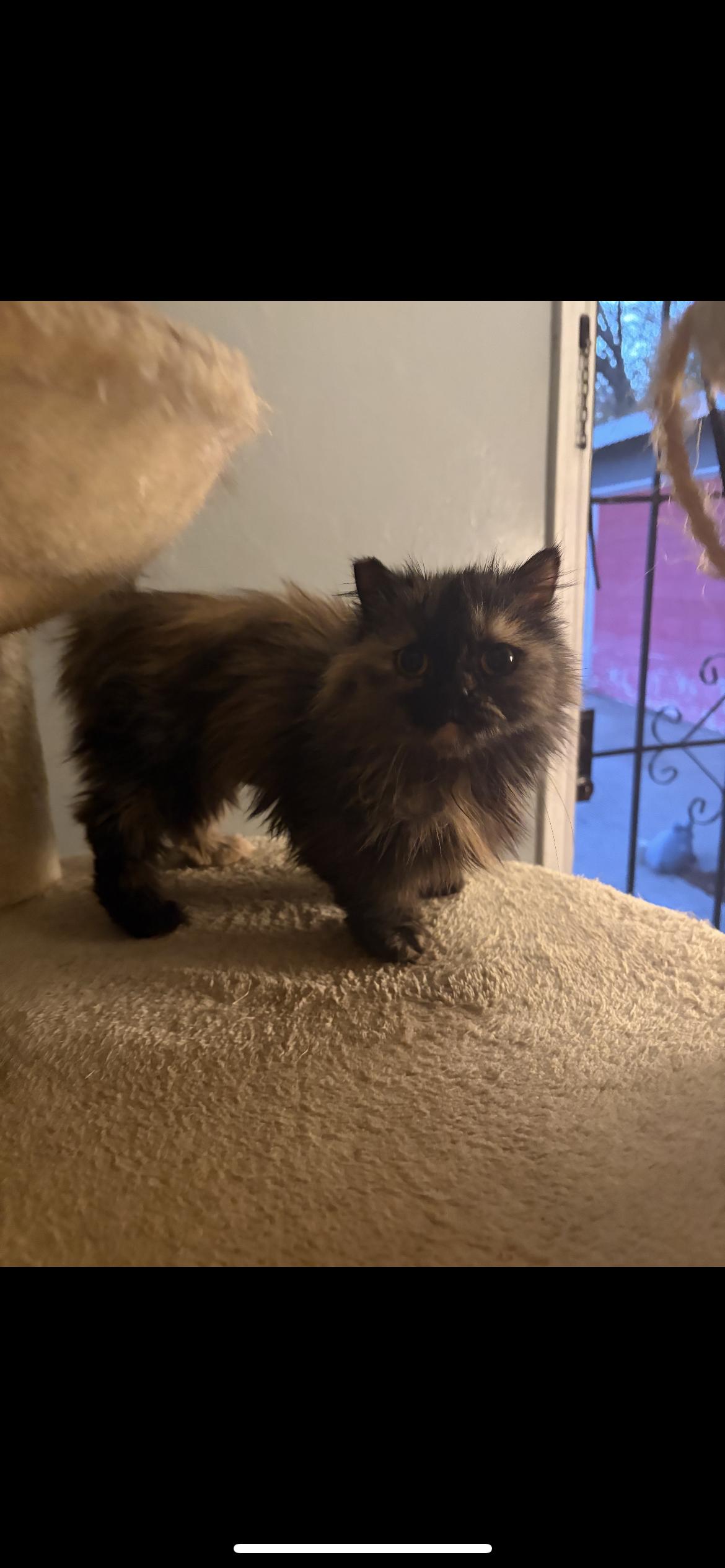 Enlarge Poppy, a Adopted Munchkin in Palmdale, CA image 1/1