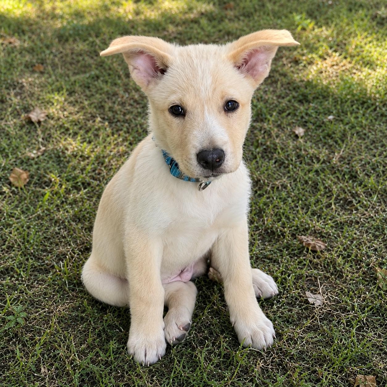 Artie, Adoptable, Puppy Male Yellow Labrador Retriever.
