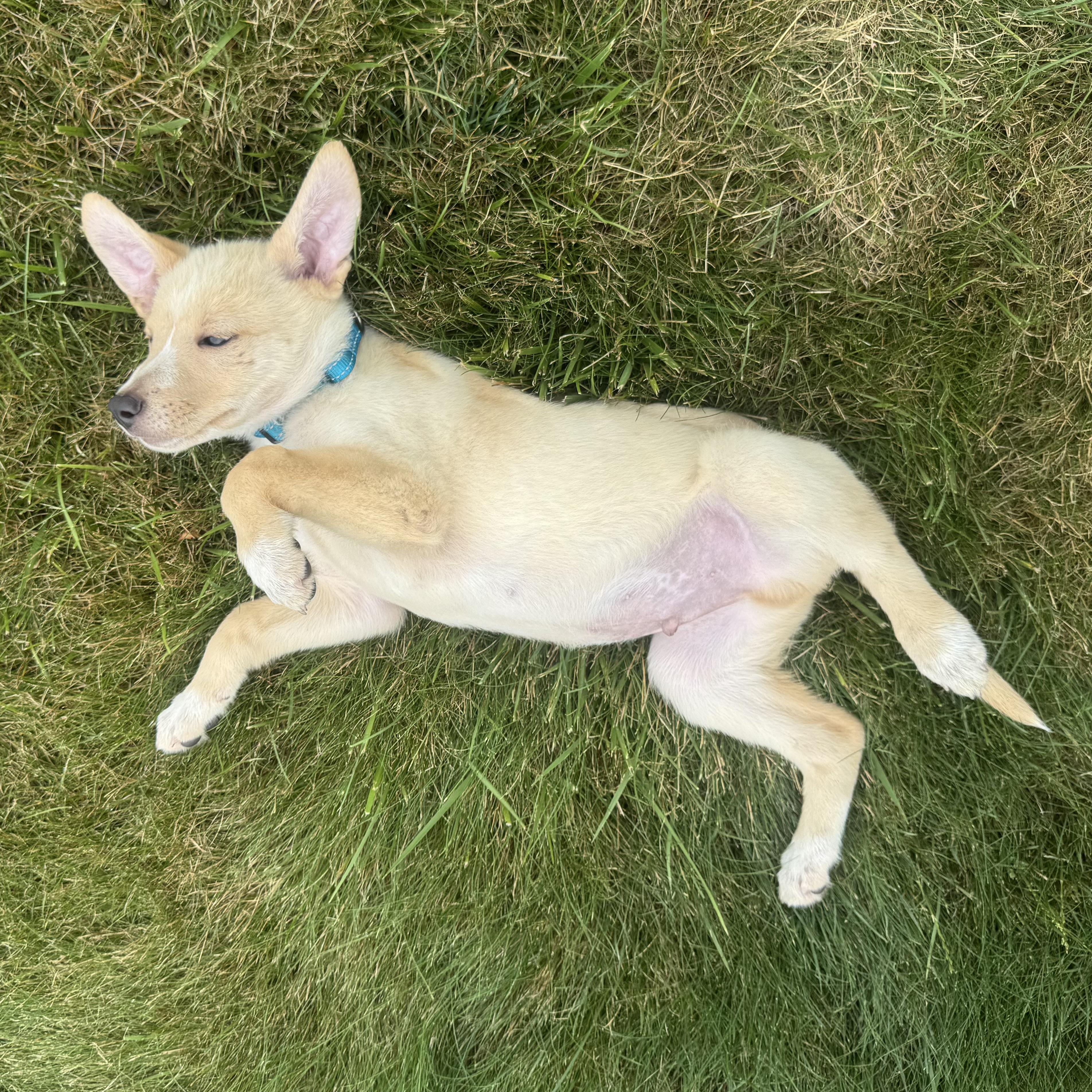 Artie, a Adoptable mixed breed in Hillsborough, NJ image 3/6