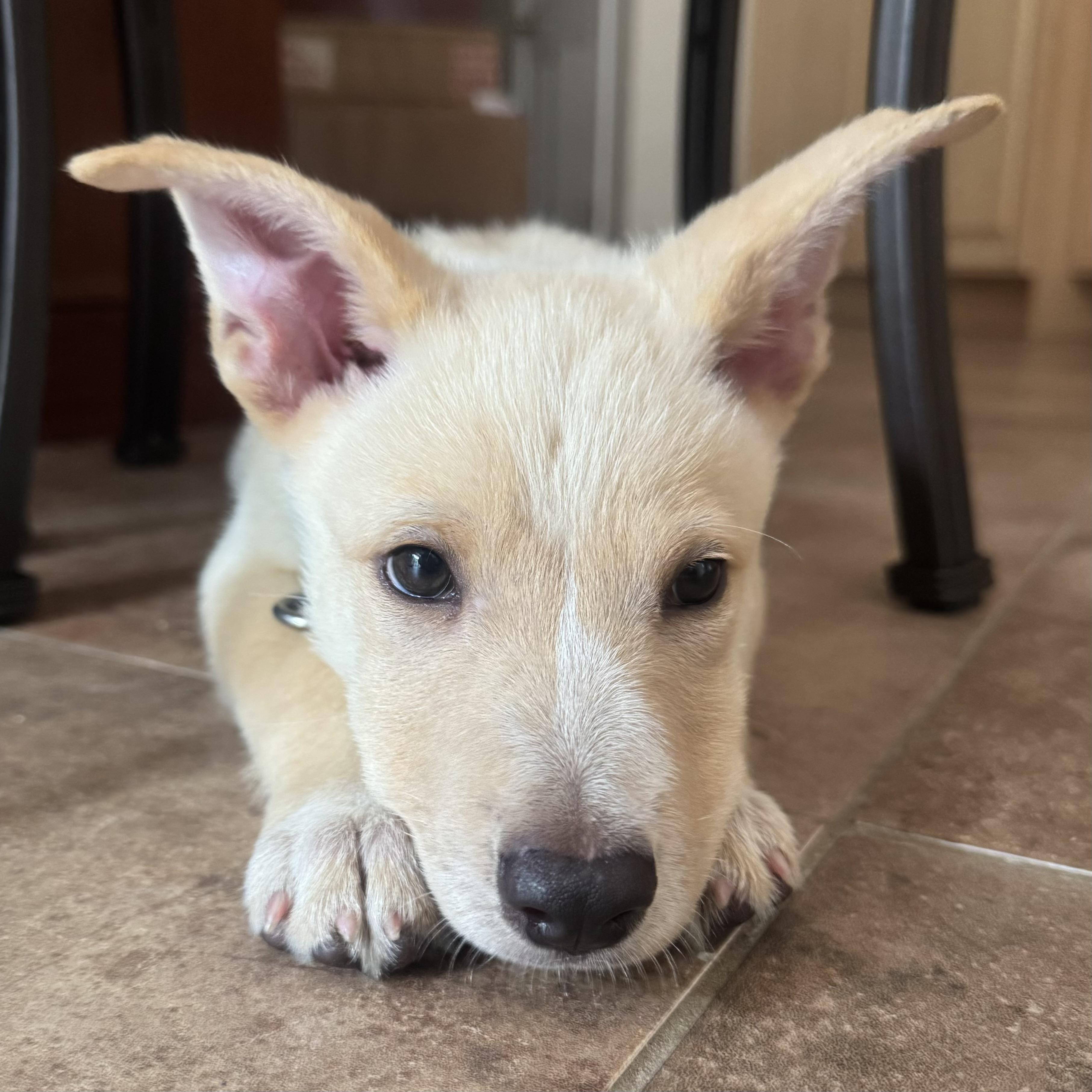 Artie, a Adoptable mixed breed in Hillsborough, NJ image 5/6