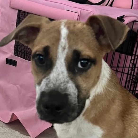 Klaus, a Adoptable mixed breed in Hillsborough, NJ image 4/4
