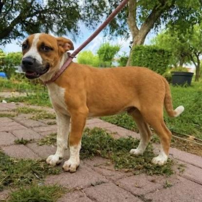Klaus, Adoptable, Puppy Male Boxer.