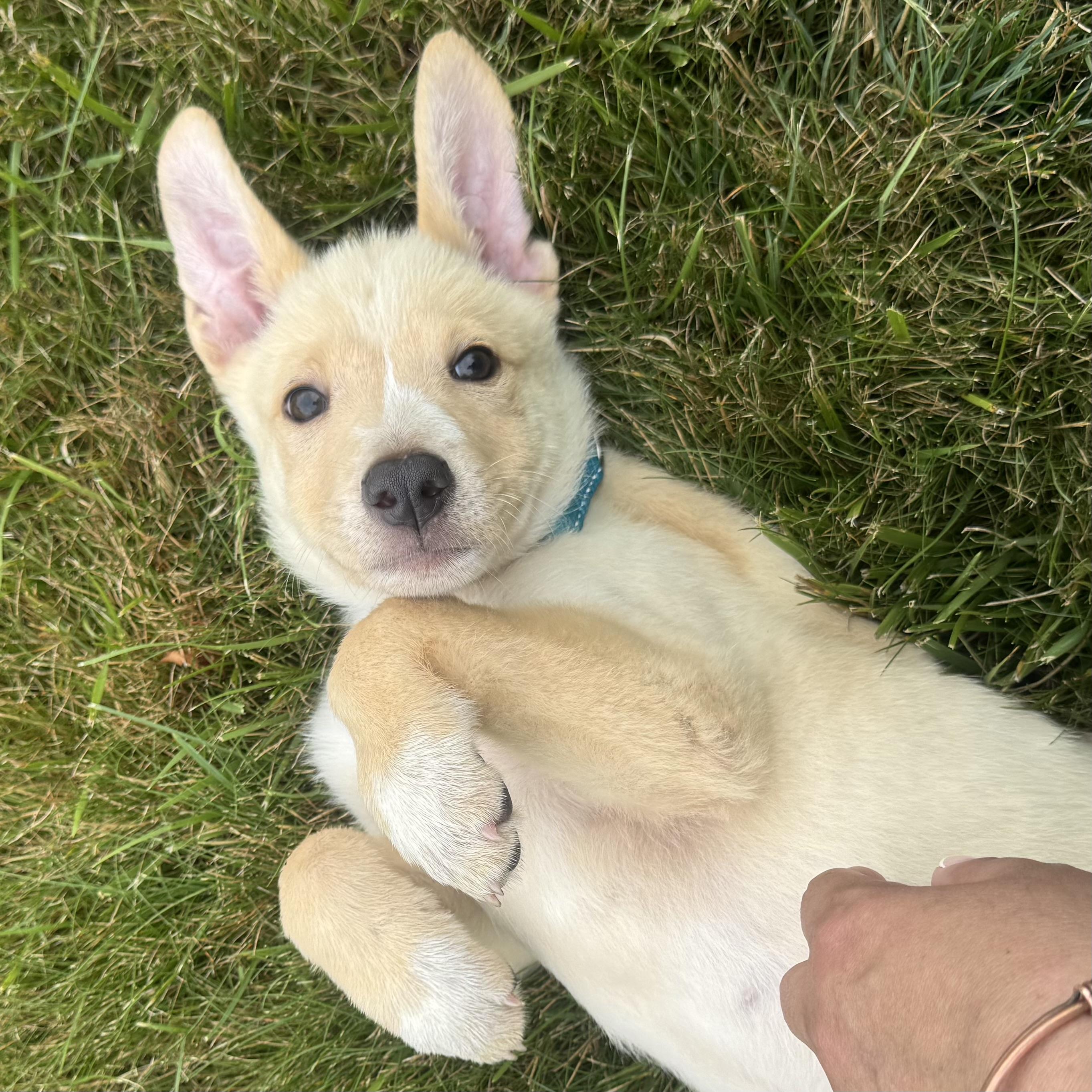 Artie, a Adoptable mixed breed in Hillsborough, NJ image 2/6