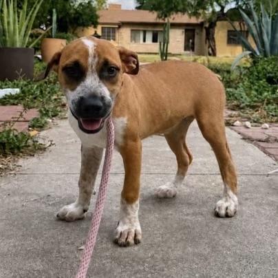 Klaus, a Adoptable mixed breed in Hillsborough, NJ image 2/4