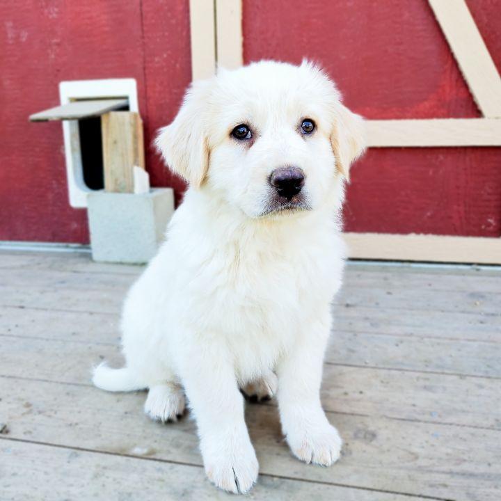 Zeus, Adopted, Adult Male German Shepherd Dog & Great Pyrenees.