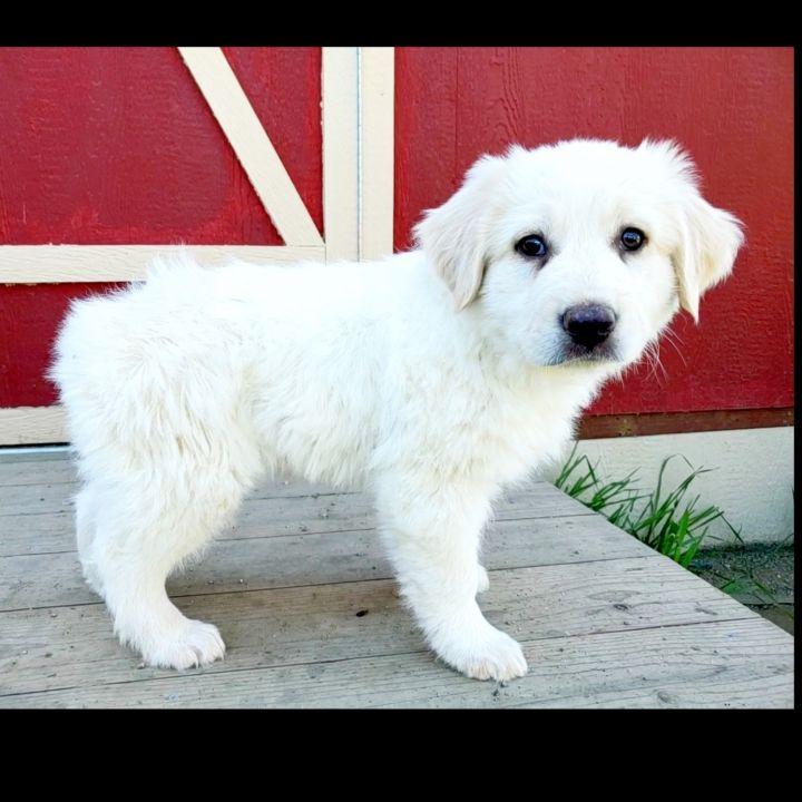 Enlarge Zeus, a Adopted mixed breed in Bakersfield, CA image 2/6