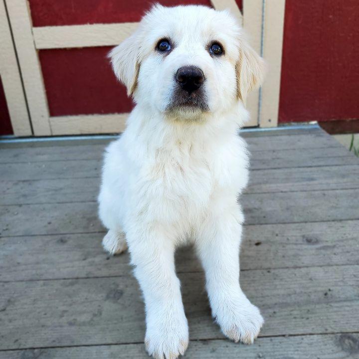 Enlarge Zeus, a Adopted mixed breed in Bakersfield, CA image 3/6