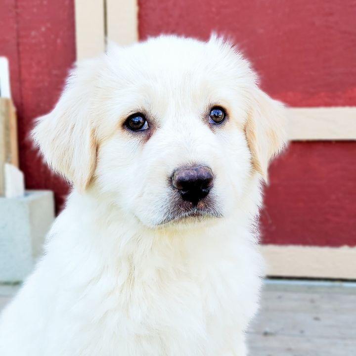 Enlarge Zeus, a Adopted mixed breed in Bakersfield, CA image 4/6