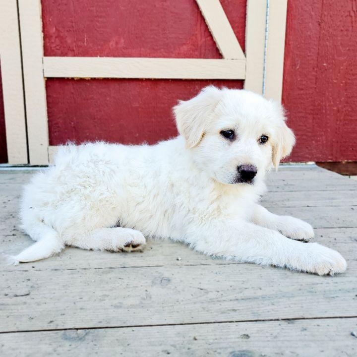 Enlarge Zeus, a Adopted mixed breed in Bakersfield, CA image 5/6