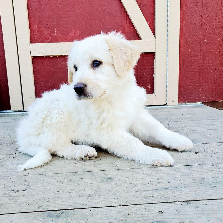 Enlarge Zeus, a Adopted mixed breed in Bakersfield, CA image 6/6