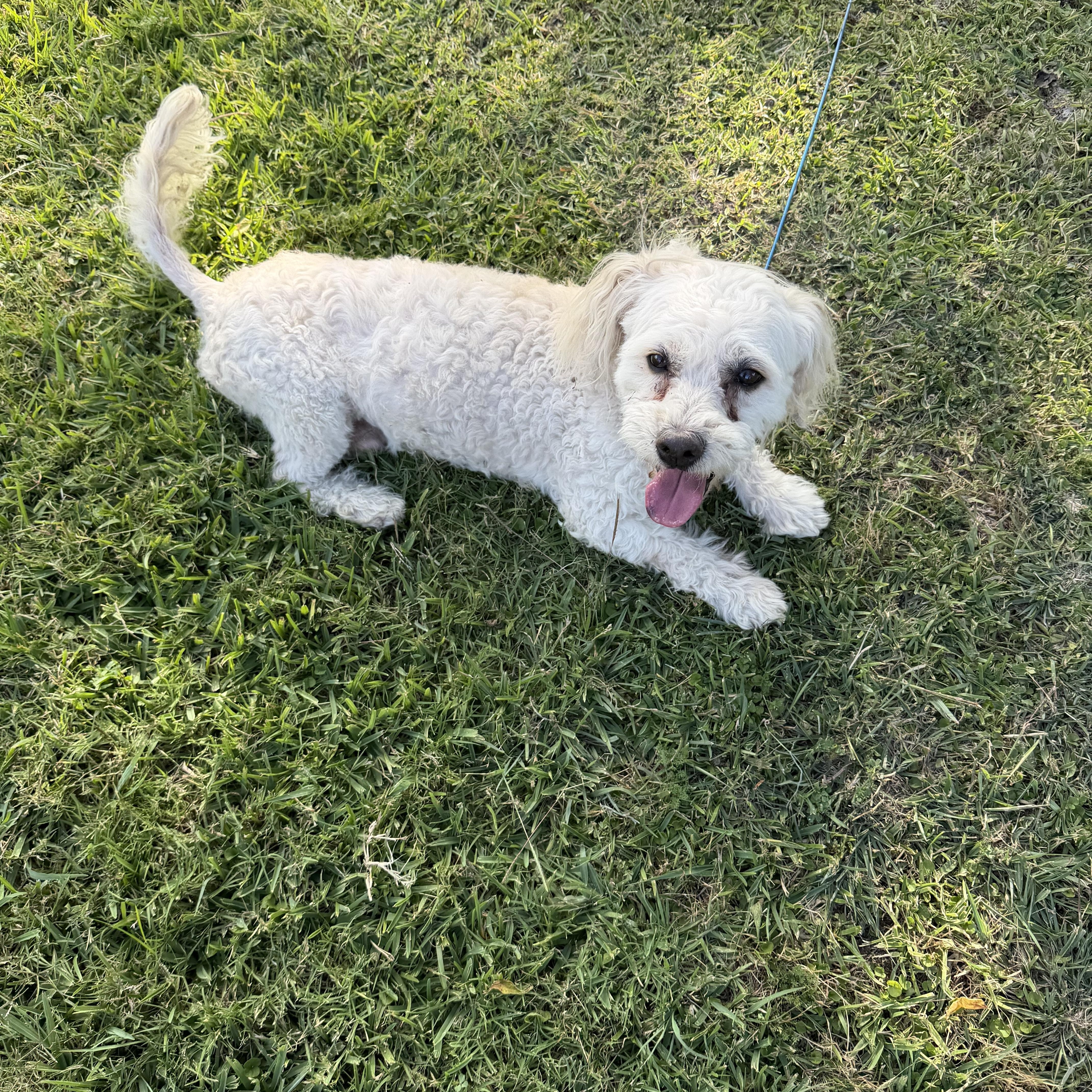 Toby - Local April 24-26, ADOPTABLE, Adult Male Bichon Frise & Poodle.