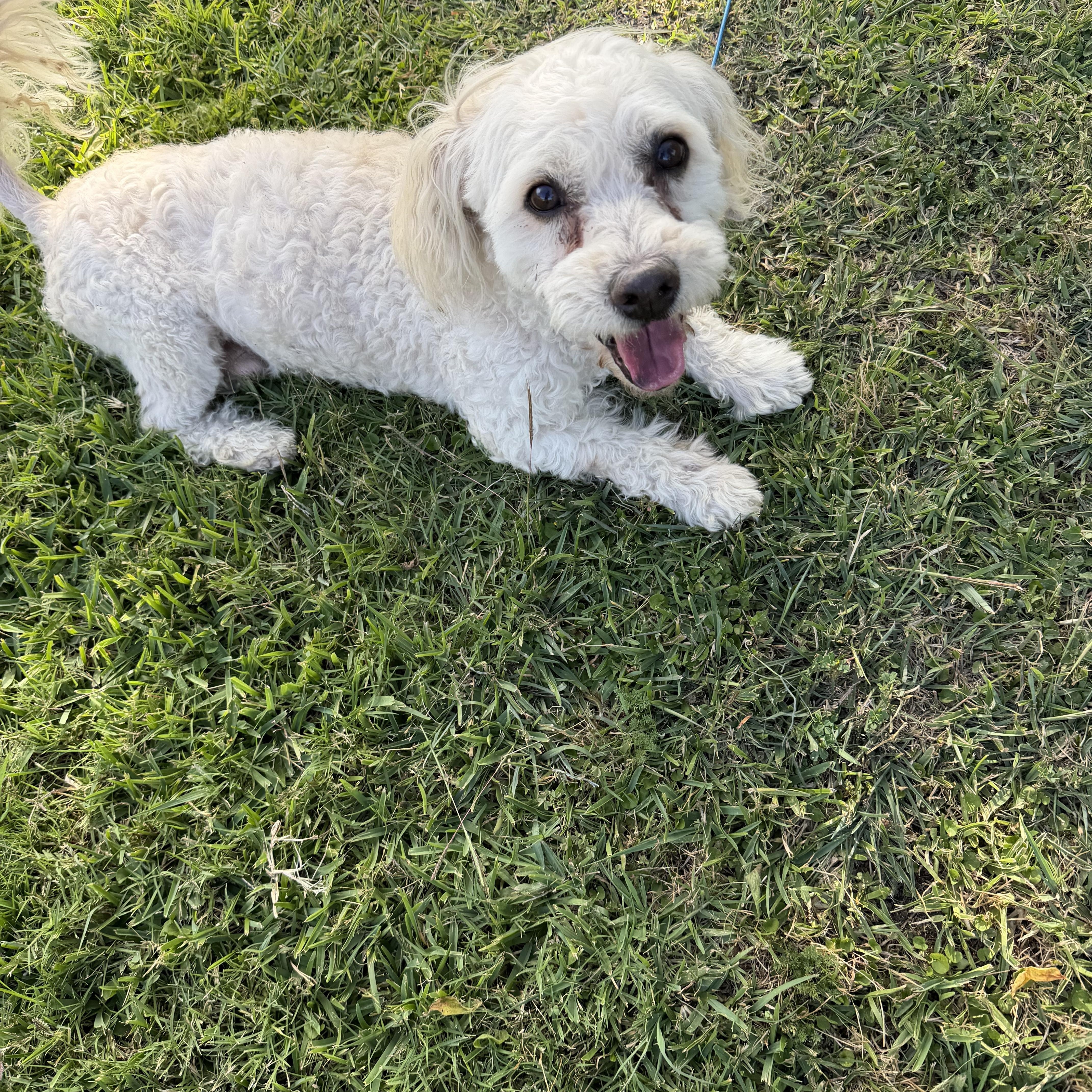 Enlarge Toby - Local April 24-26, a ADOPTABLE mixed breed in Westerly, RI image 2/2