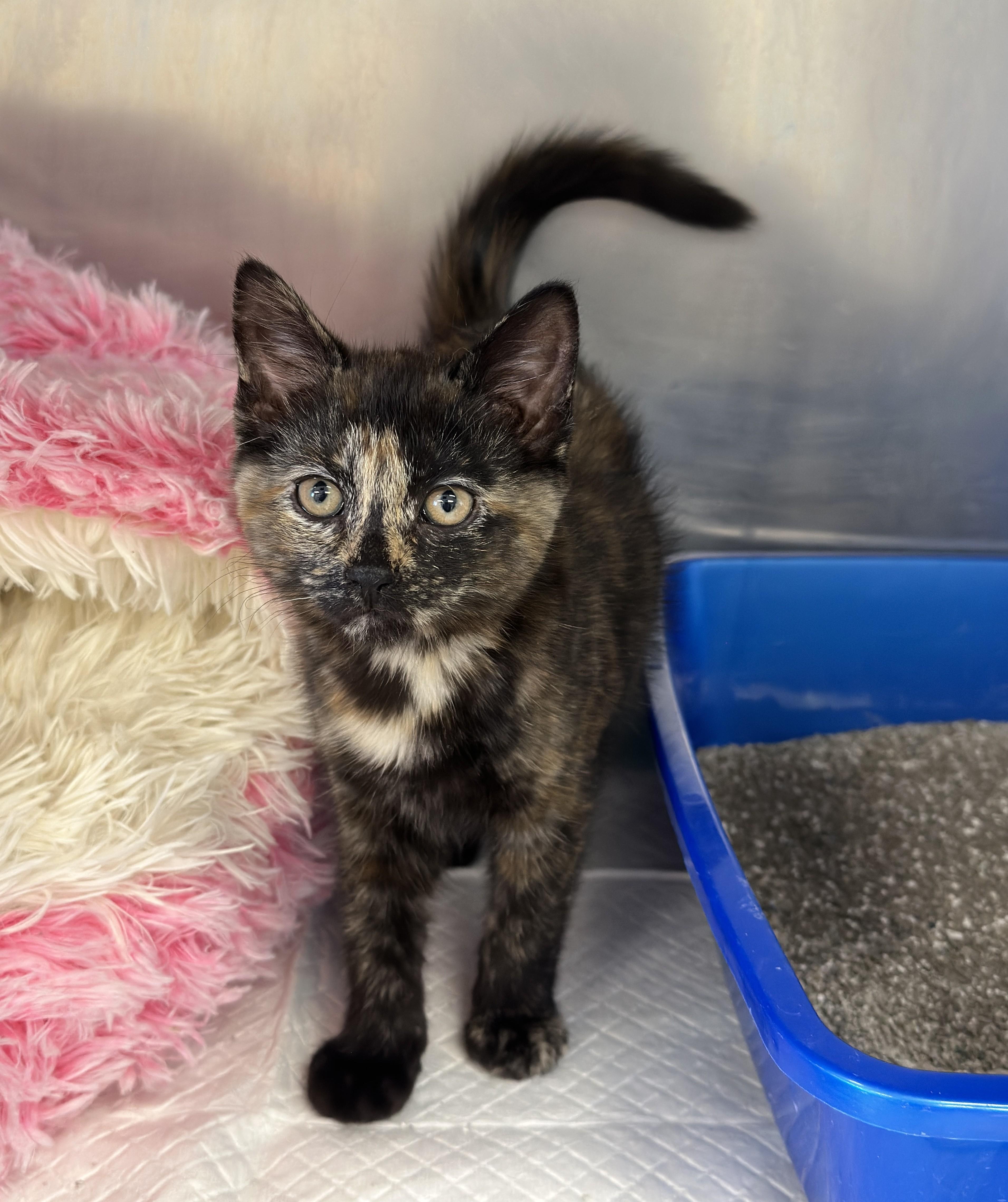 Purrloin , ADOPTABLE, Kitten Female Domestic Short Hair.