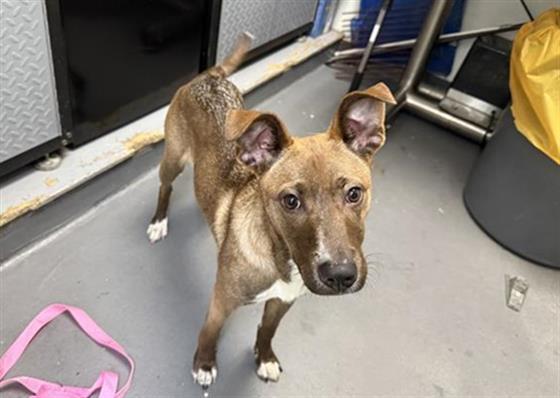 LISTEN LINDA, Adoptable, Young Female German Shepherd Dog.