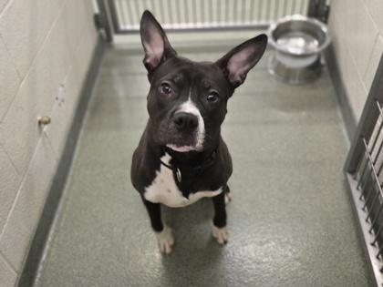 Enlarge Toulouse, a Adoptable mixed breed in Coon Rapids, MN image 1/3