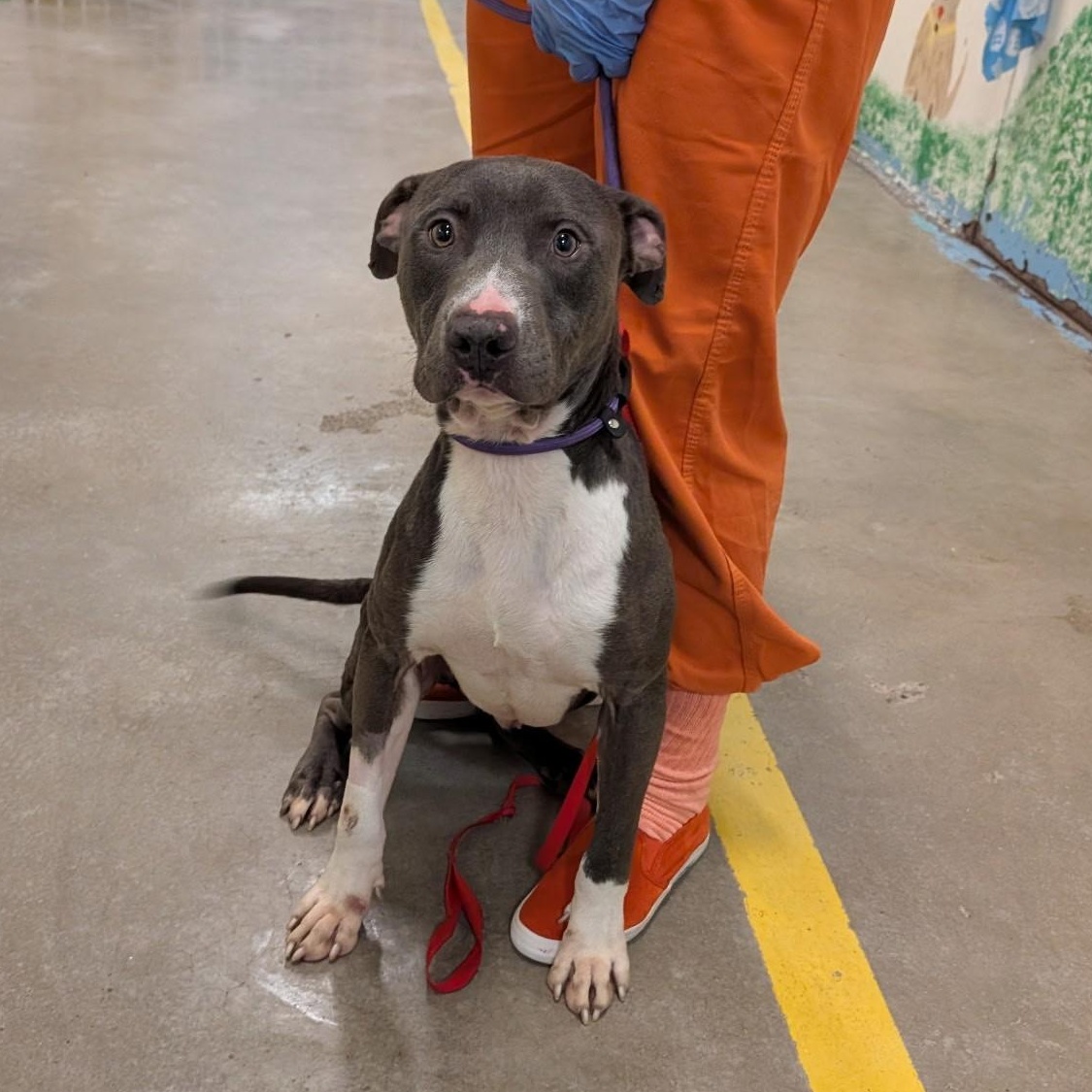 Gantu 4139, a Adoptable mixed breed in Phoenix, AZ image 2/2