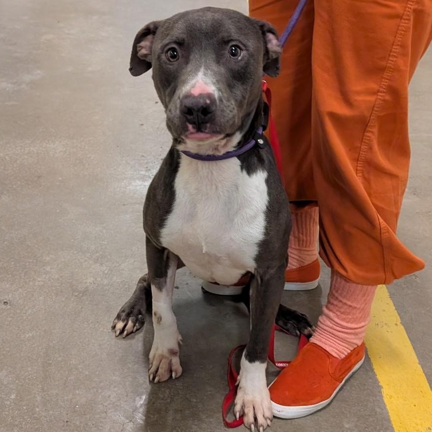 Gantu 4139, a Adoptable mixed breed in Phoenix, AZ image 1/2